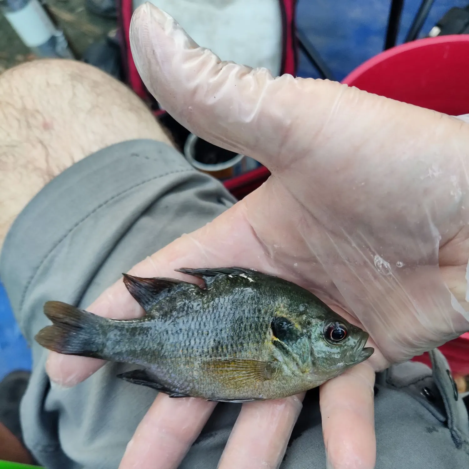 The most recent Redspotted sunfish catches on Fishbrain