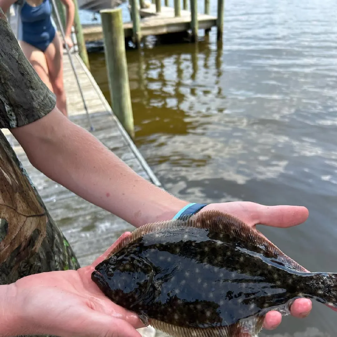 Summer flounder caught on Fishbrain
