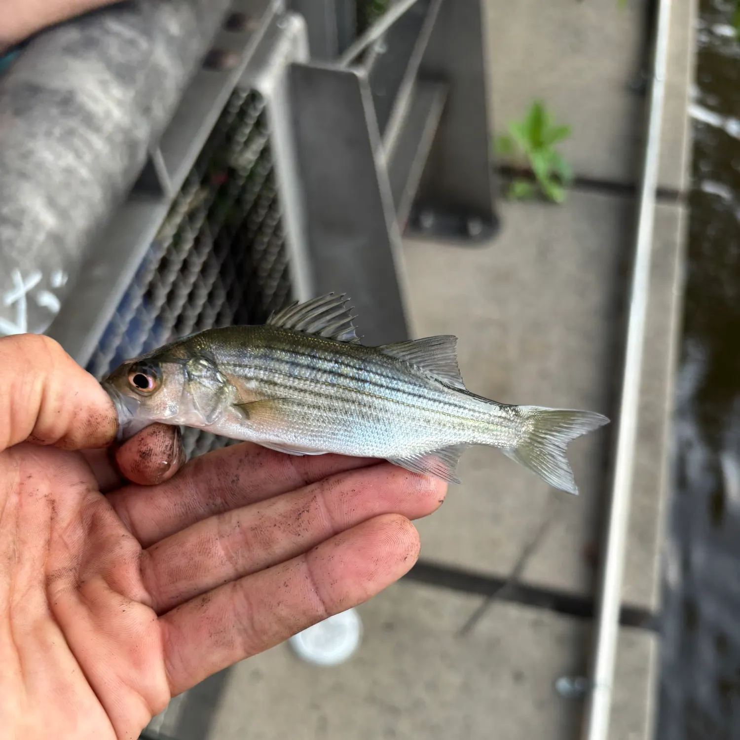 Striped bass caught on Fishbrain