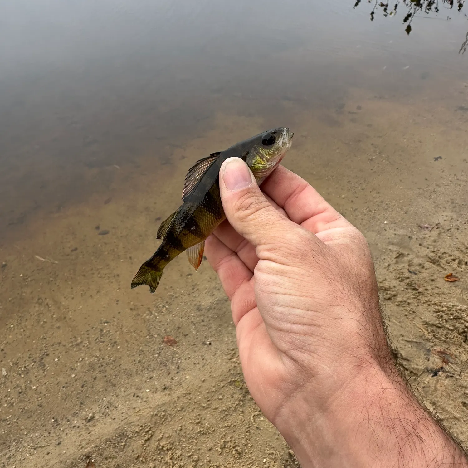 Yellow perch caught on Fishbrain
