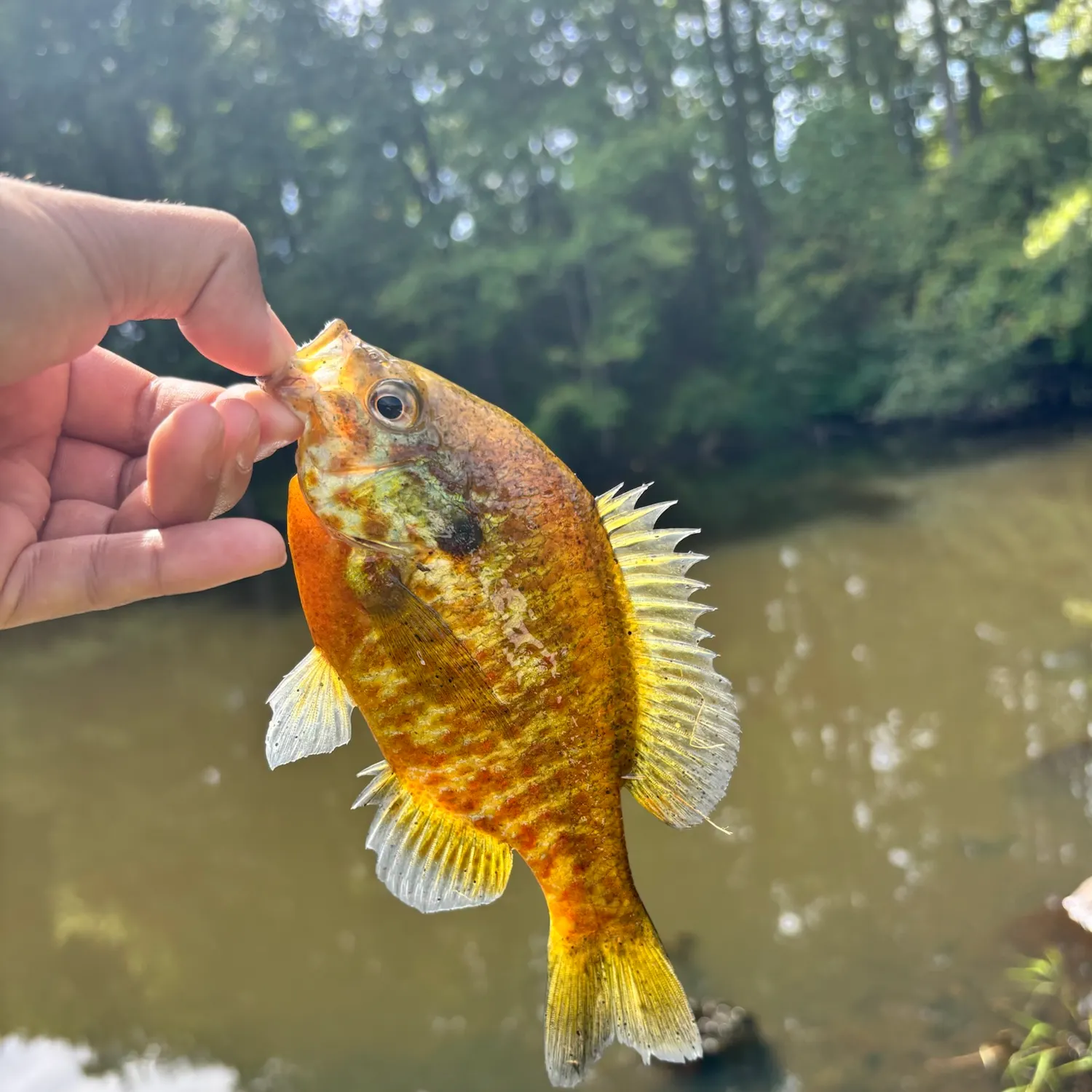 Pumpkinseed caught on Fishbrain