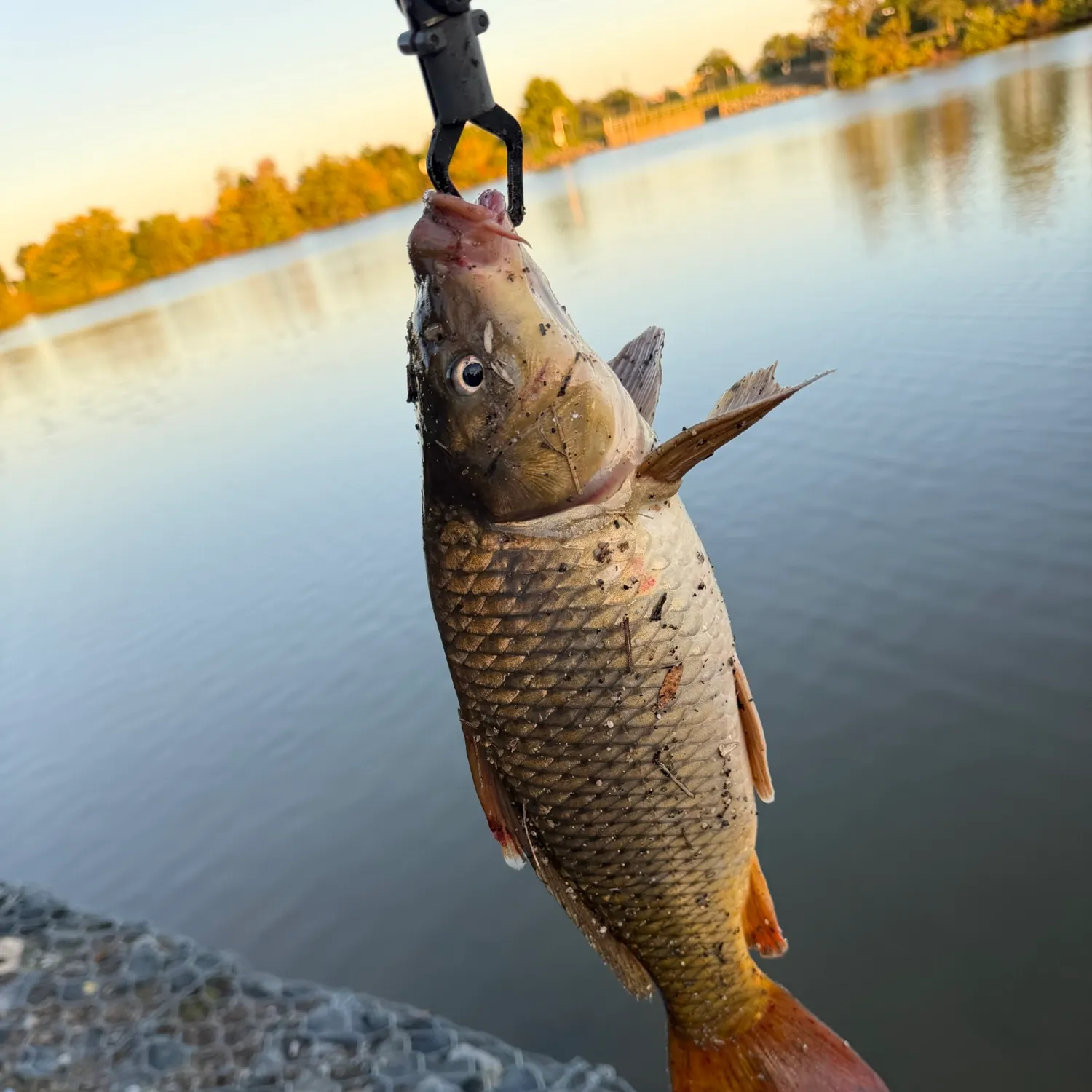 Common carp caught on Fishbrain