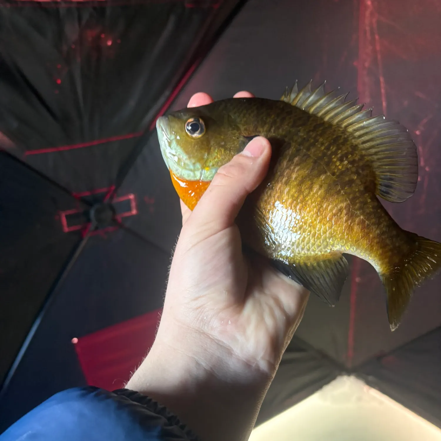 The most recent Bluegill catches on Fishbrain