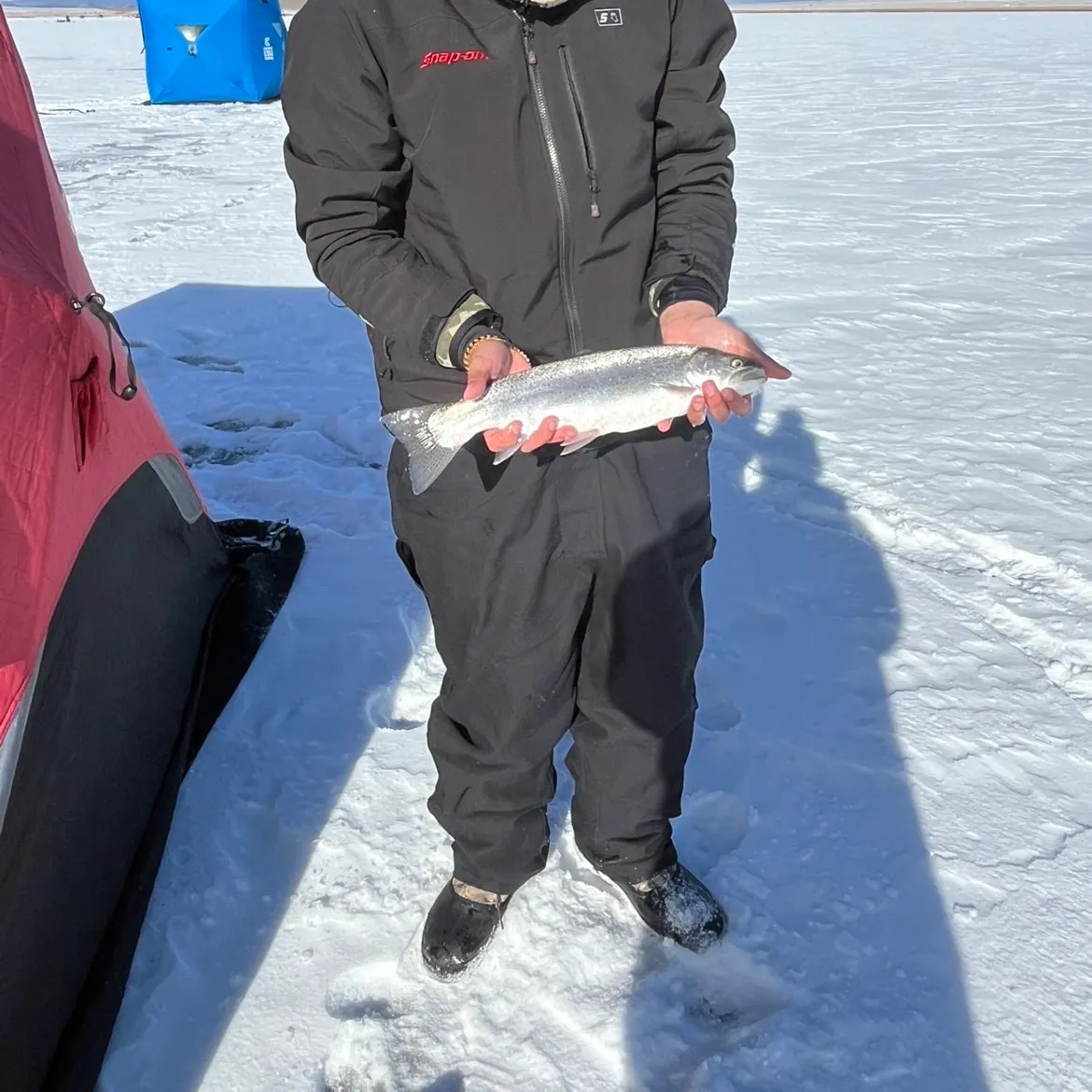 The most recent Steelhead catches on Fishbrain