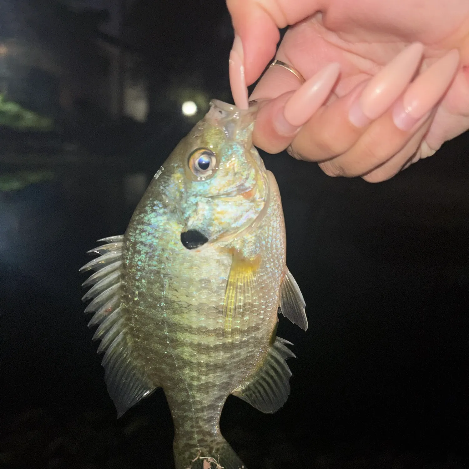Redear sunfish caught on Fishbrain
