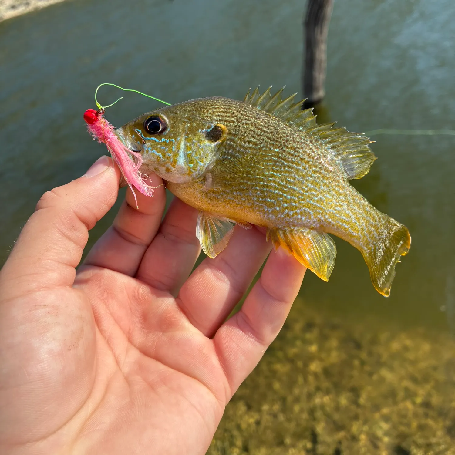 Green sunfish caught on Fishbrain