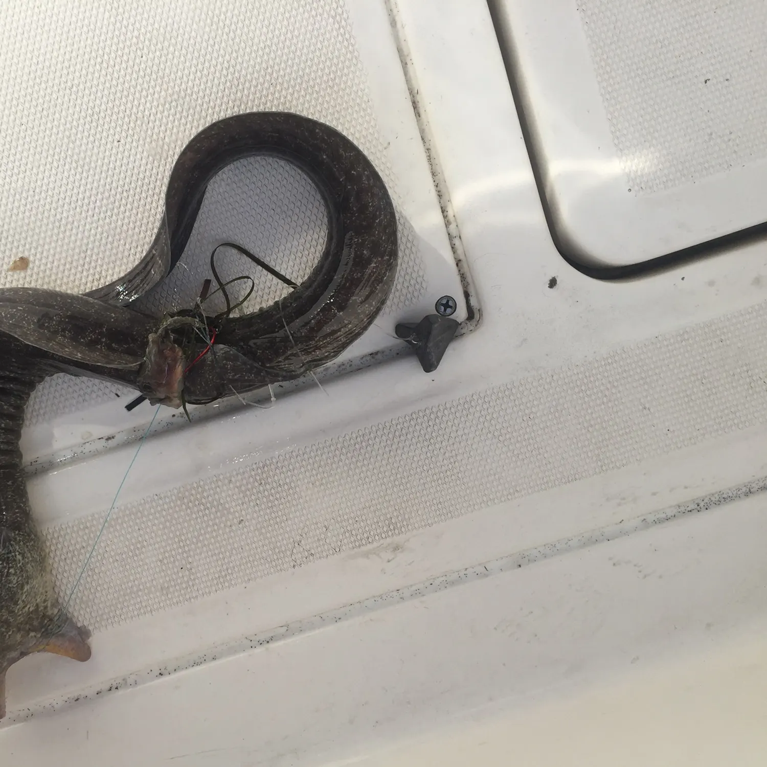 The most recent Greyface moray catches on Fishbrain