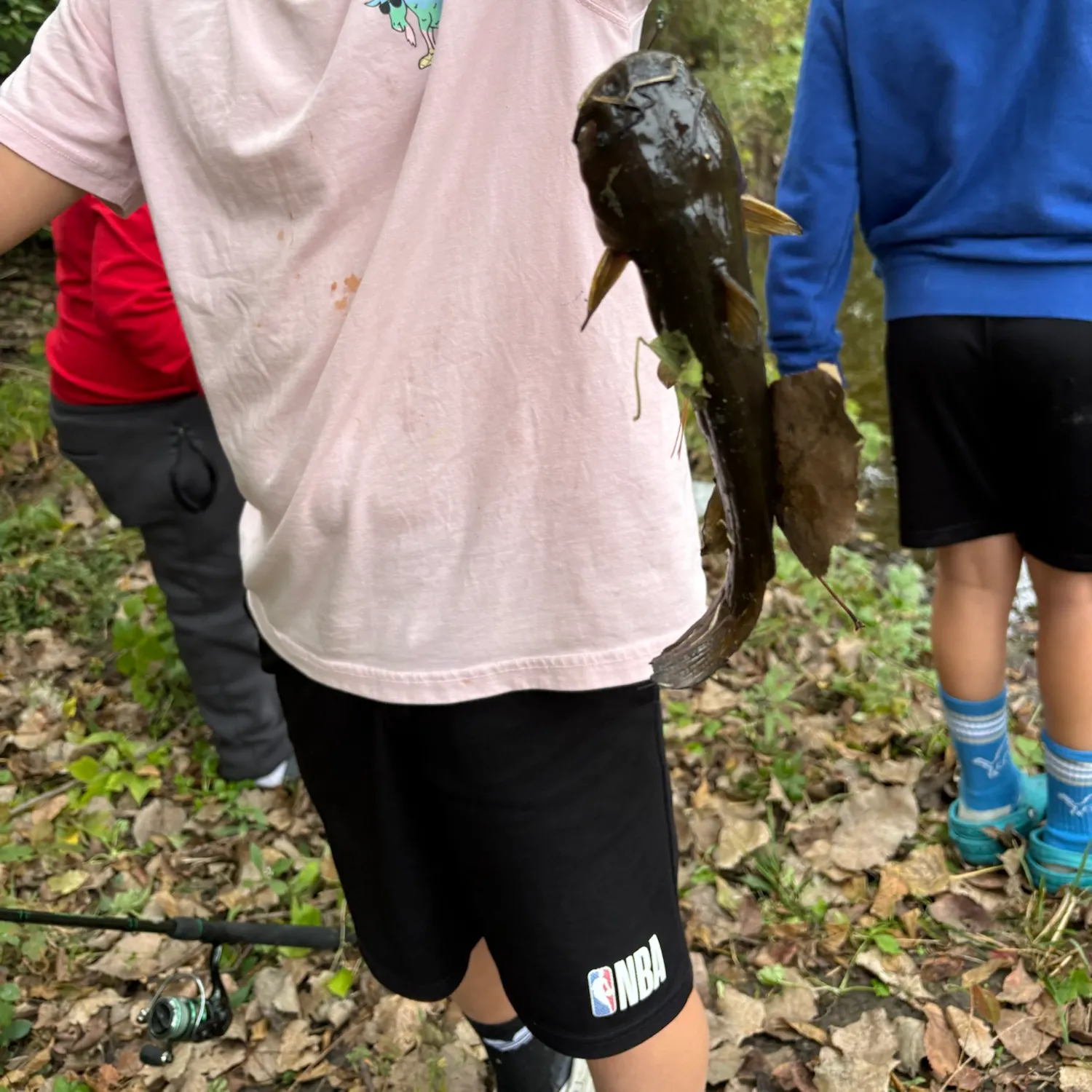 Black bullhead caught on Fishbrain