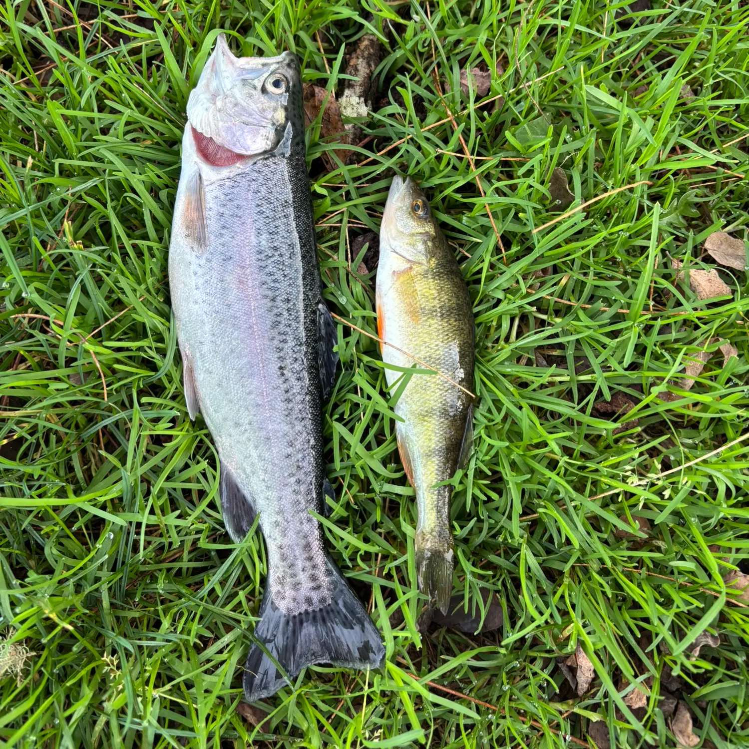 The most recent Common carp catches on Fishbrain