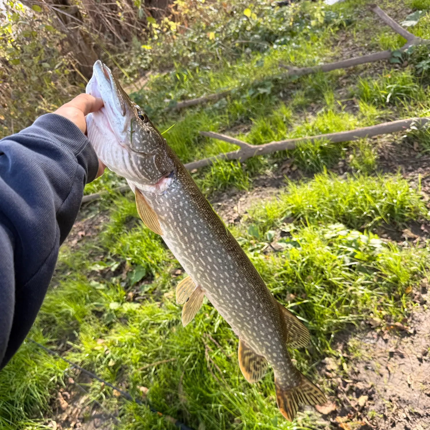 Northern pike caught on Fishbrain