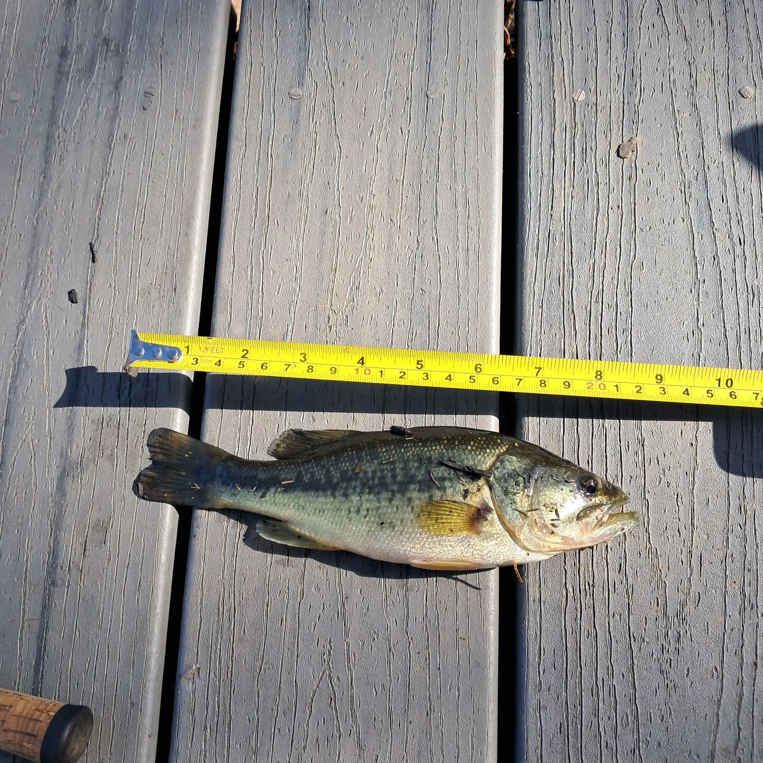 Largemouth bass caught on Fishbrain