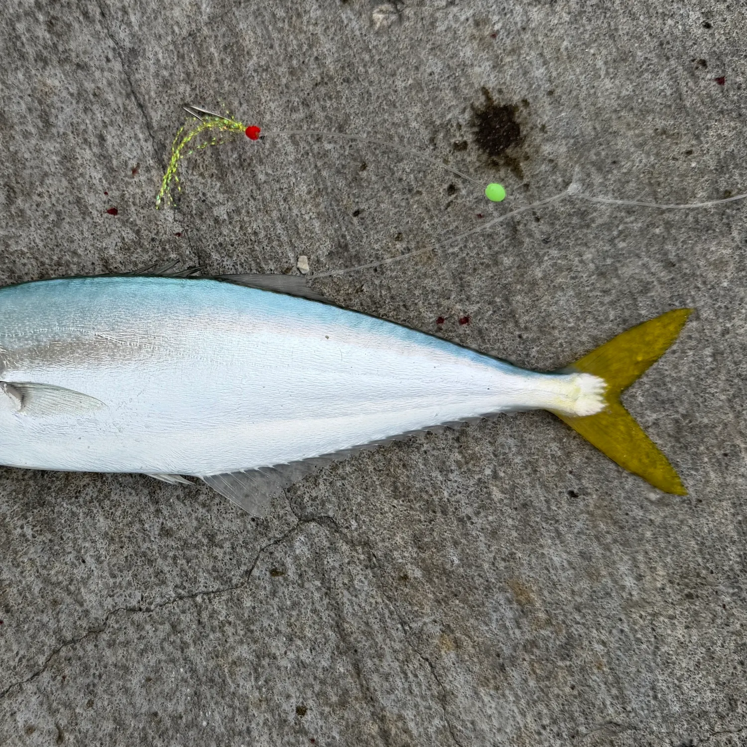 Leatherjack caught on Fishbrain