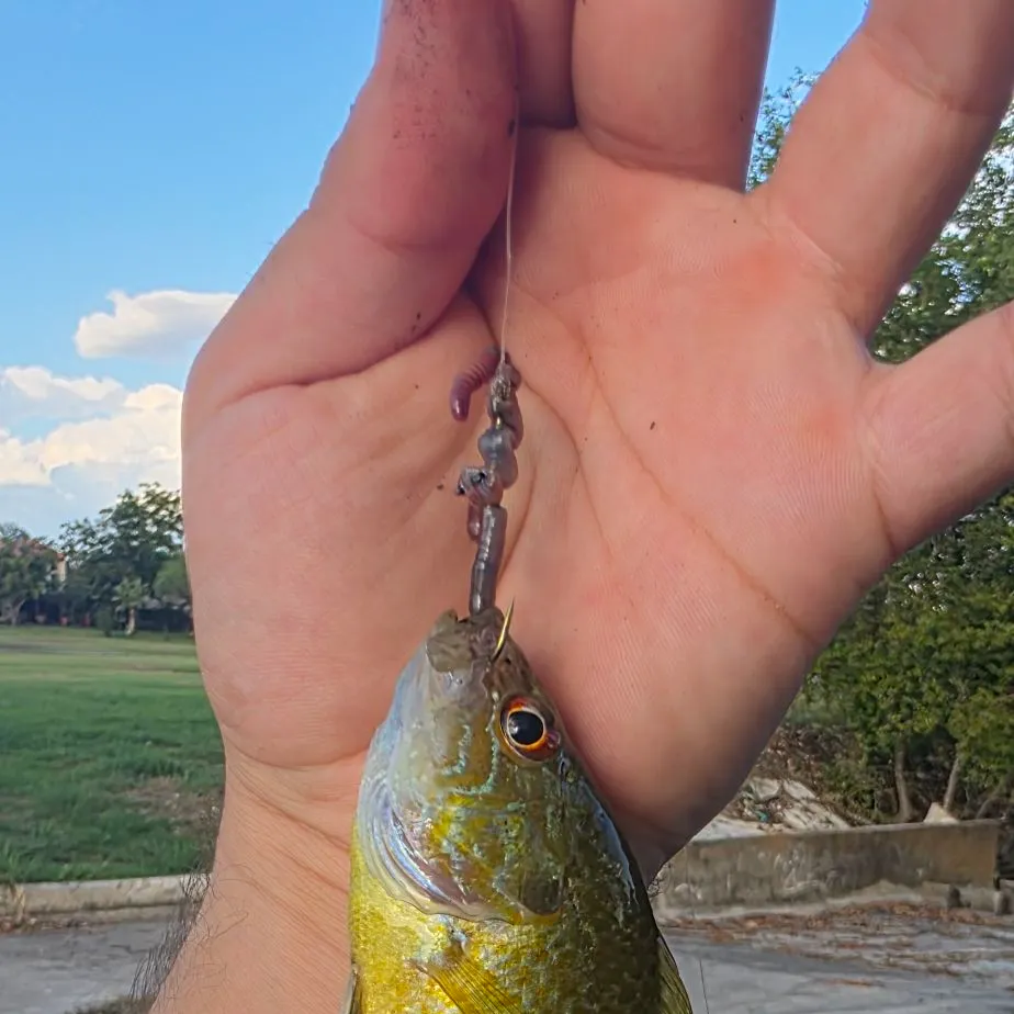 Greengill hybrid caught on Fishbrain