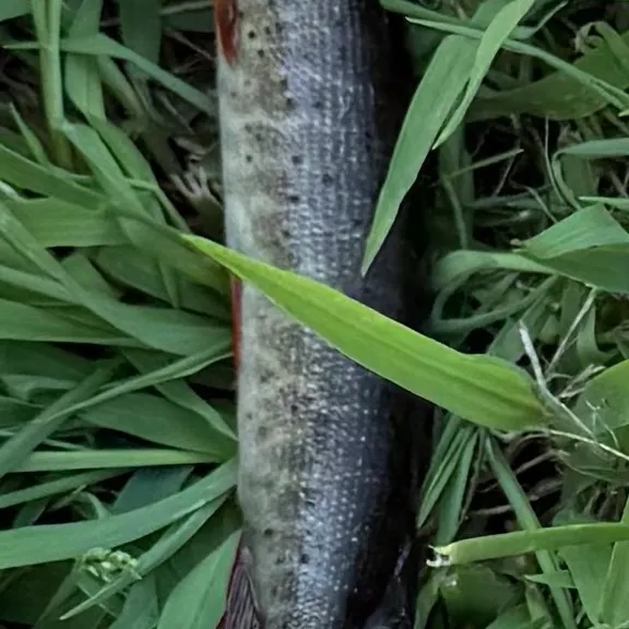 The most recent Redfin pickerel catches on Fishbrain
