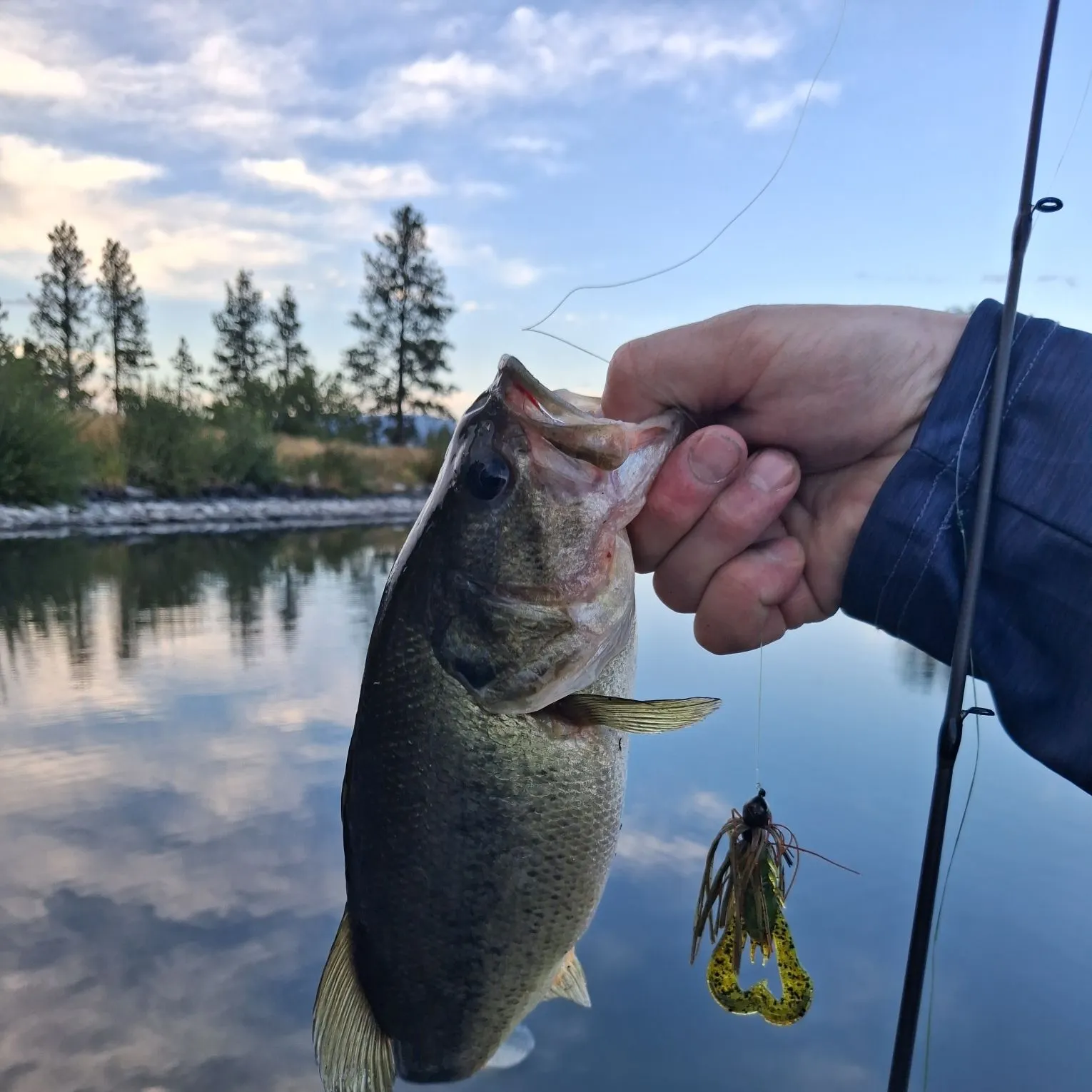 Largemouth bass caught on Fishbrain
