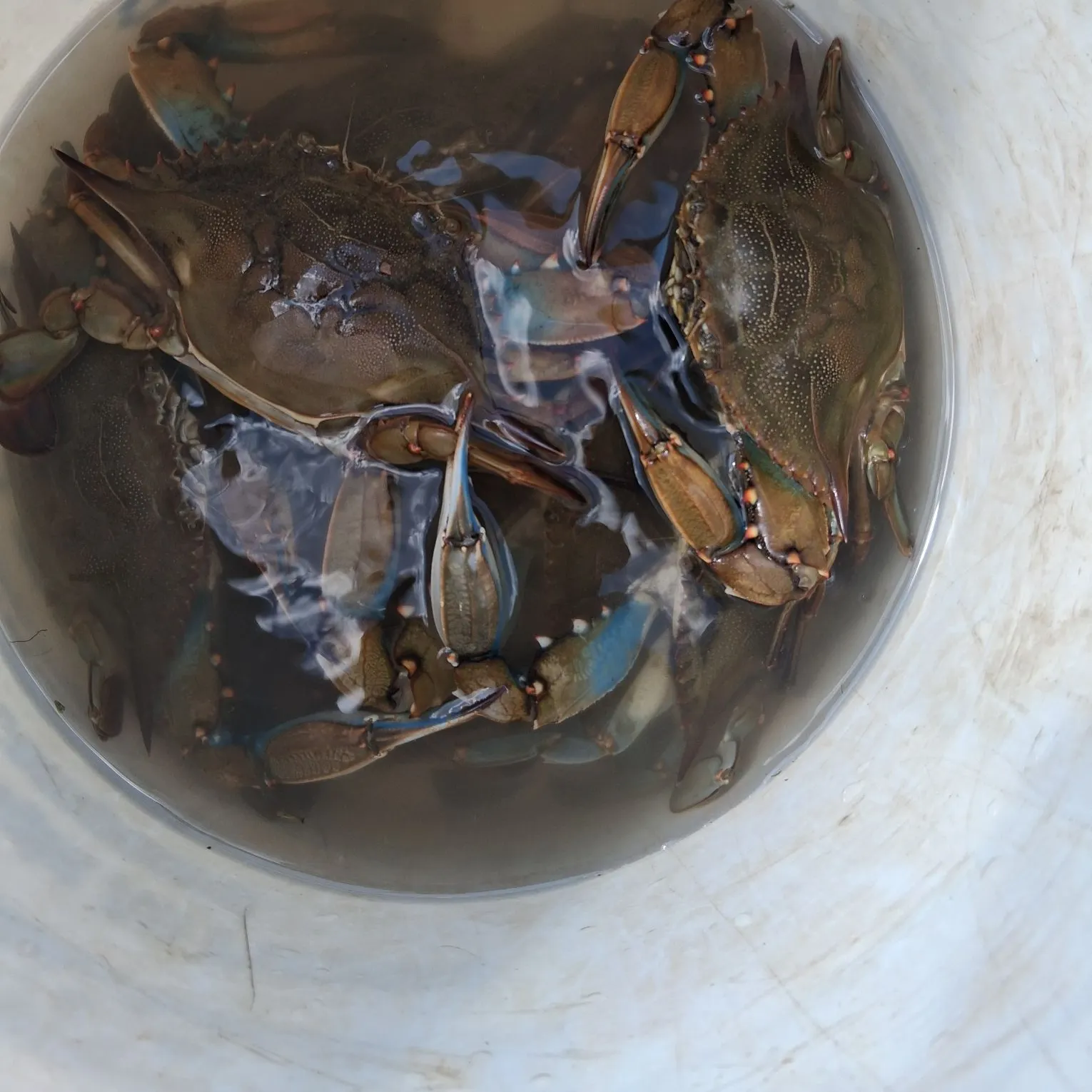 Blue crab caught on Fishbrain