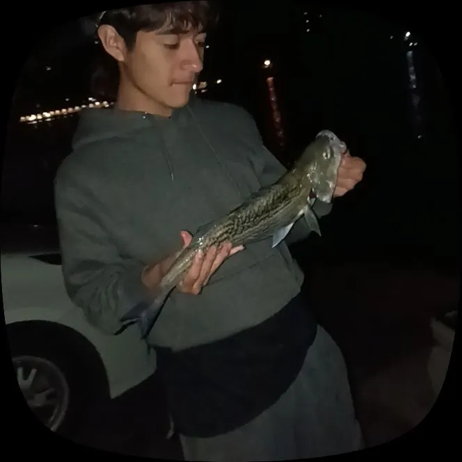 The most recent Striped bass catches on Fishbrain