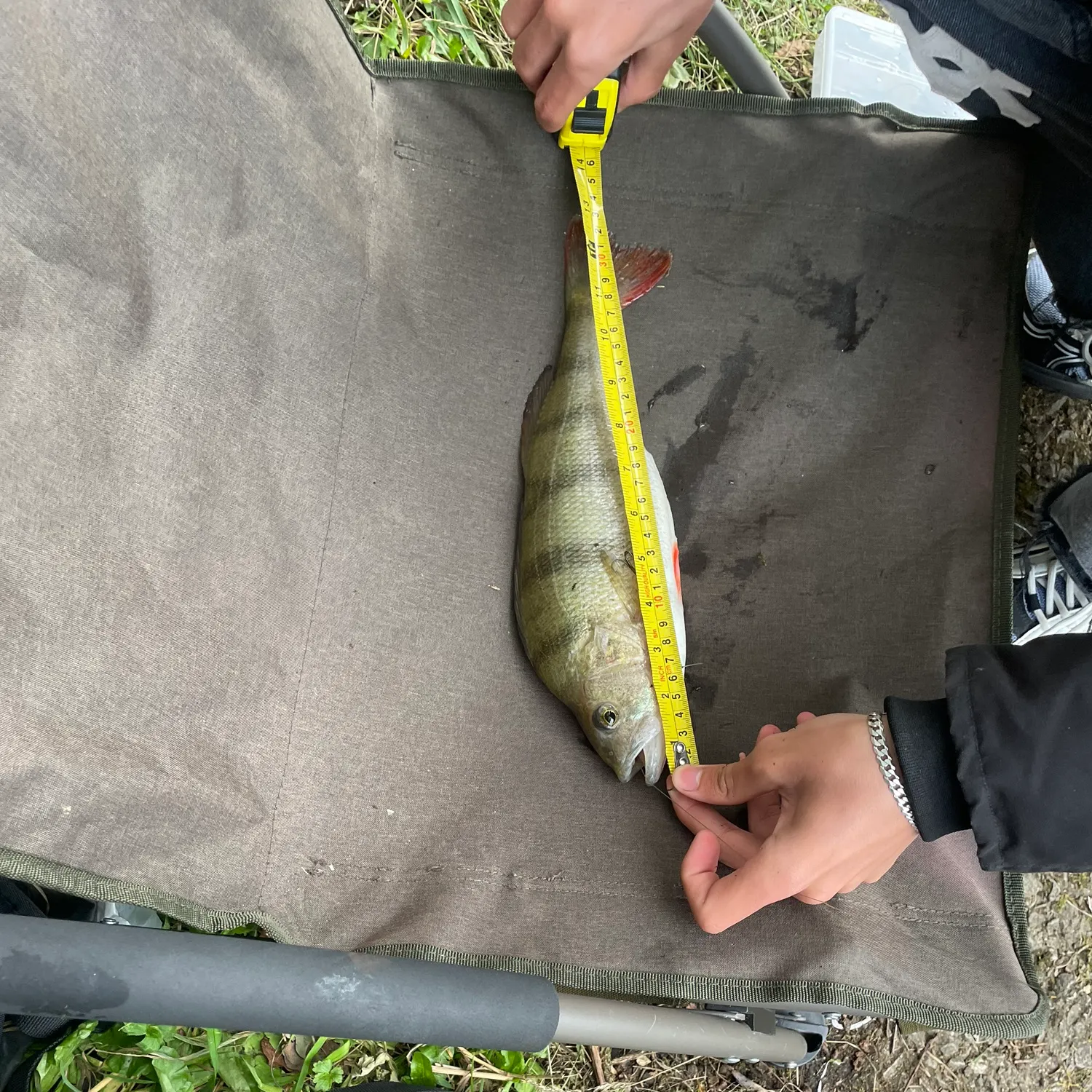 European perch caught on Fishbrain