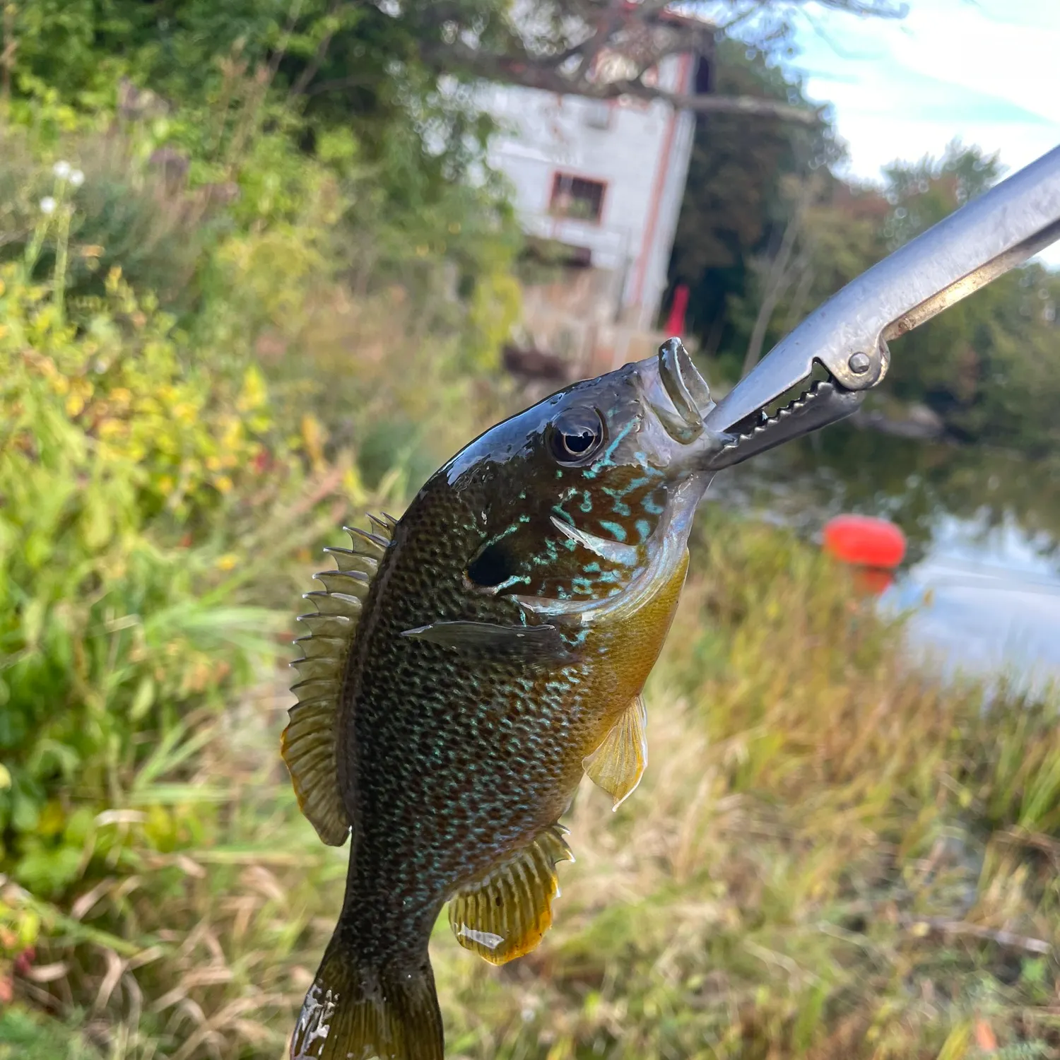 Pumpkingill hybrid caught on Fishbrain