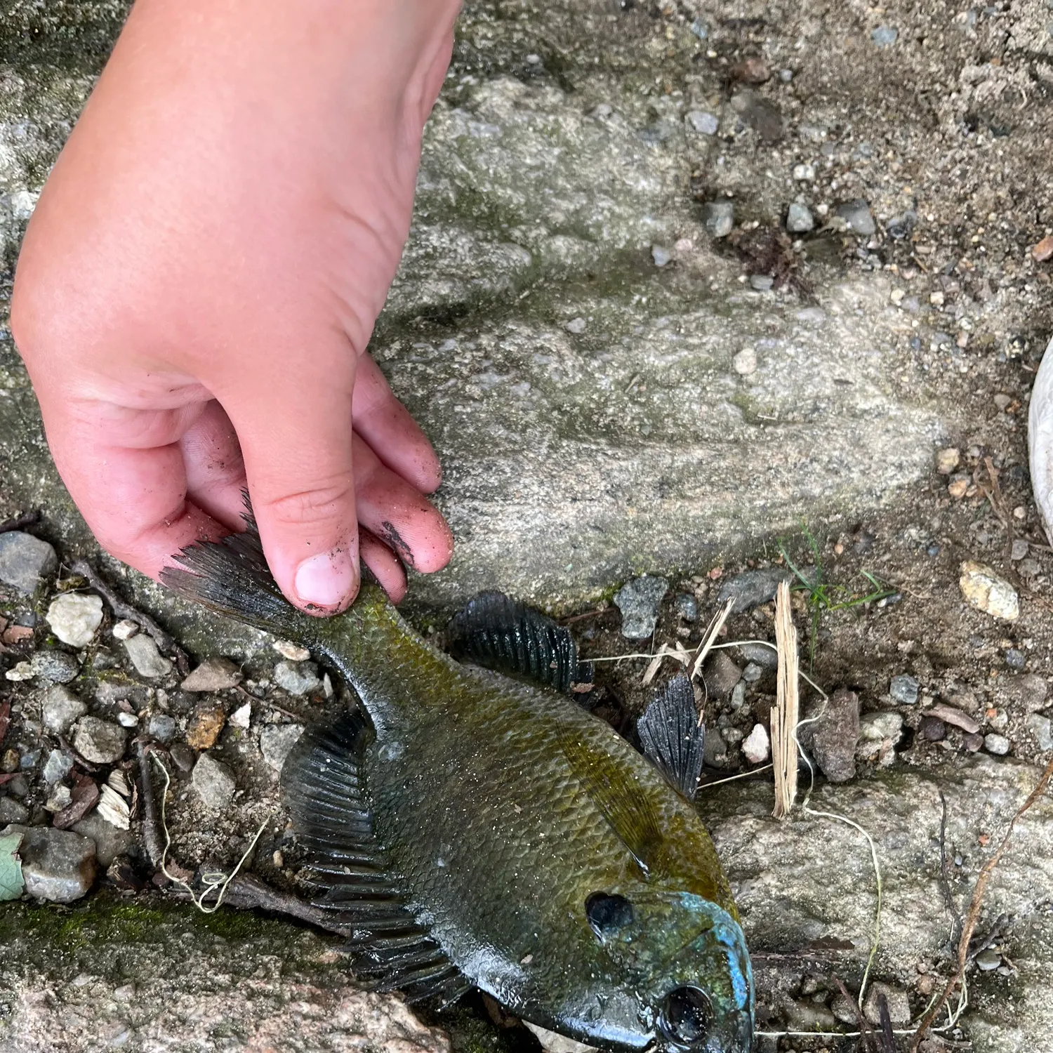 Bluegill caught on Fishbrain