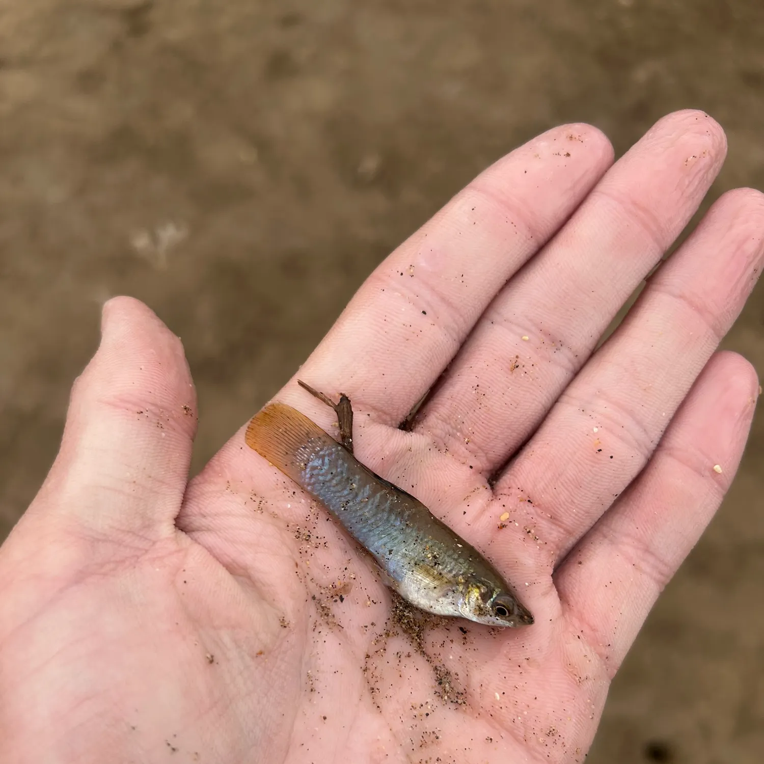 The most recent Sheepshead minnow catches on Fishbrain