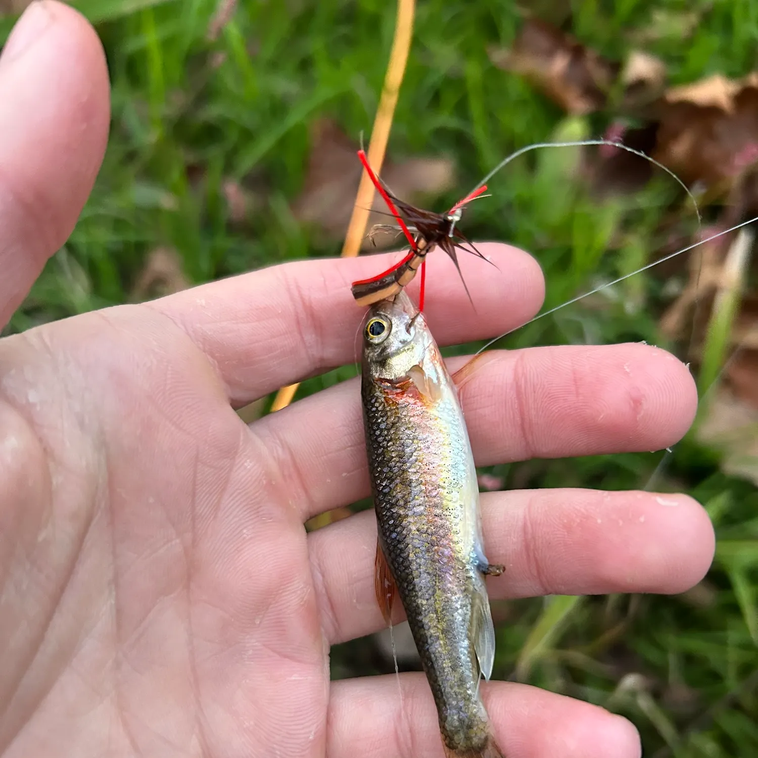 The most recent Rosyside dace catches on Fishbrain
