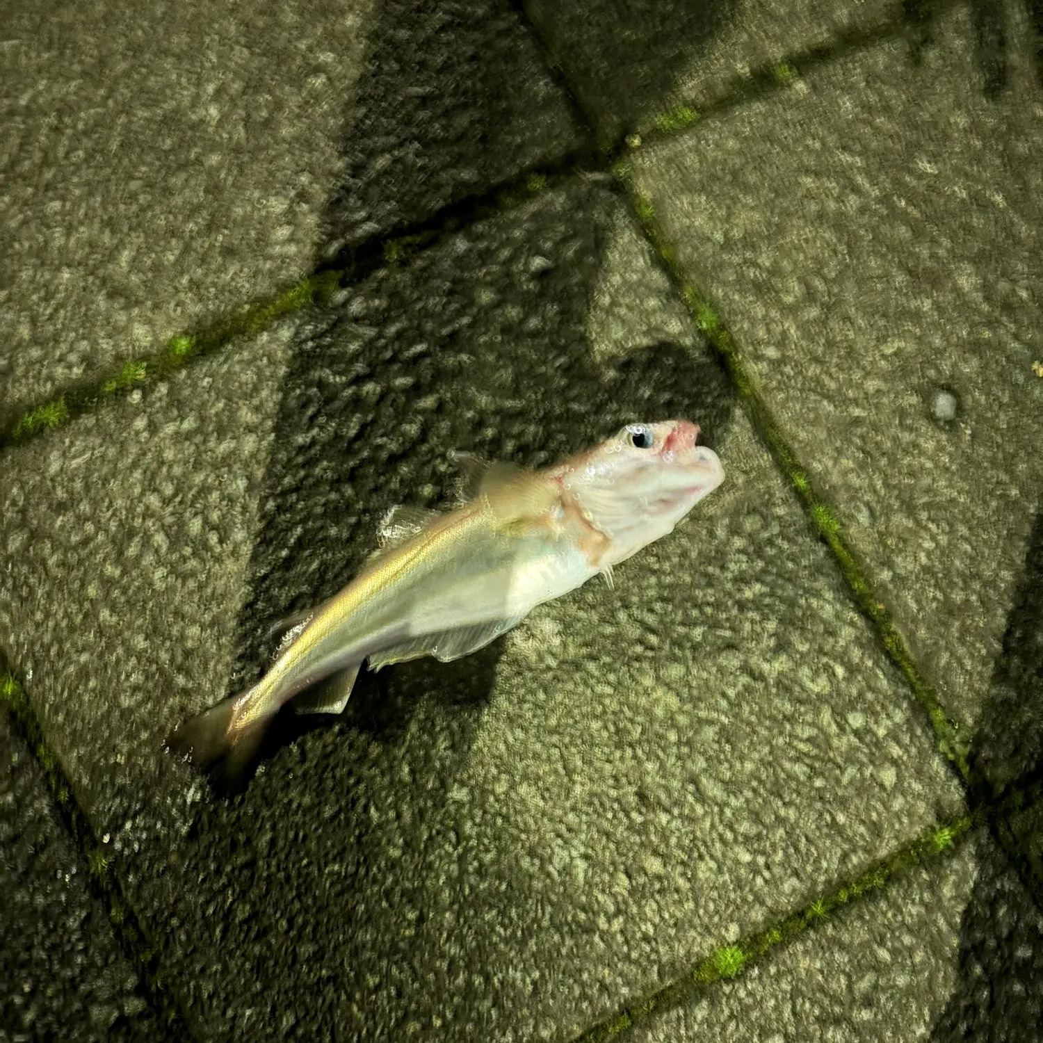 The most recent Whiting catches on Fishbrain