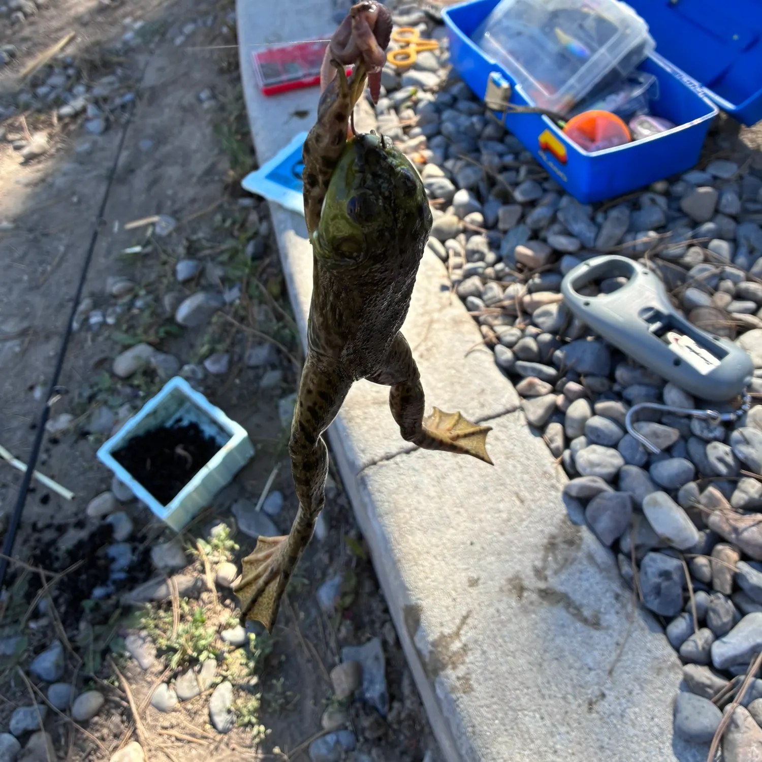 The most recent Indo-Pacific blue marlin catches on Fishbrain