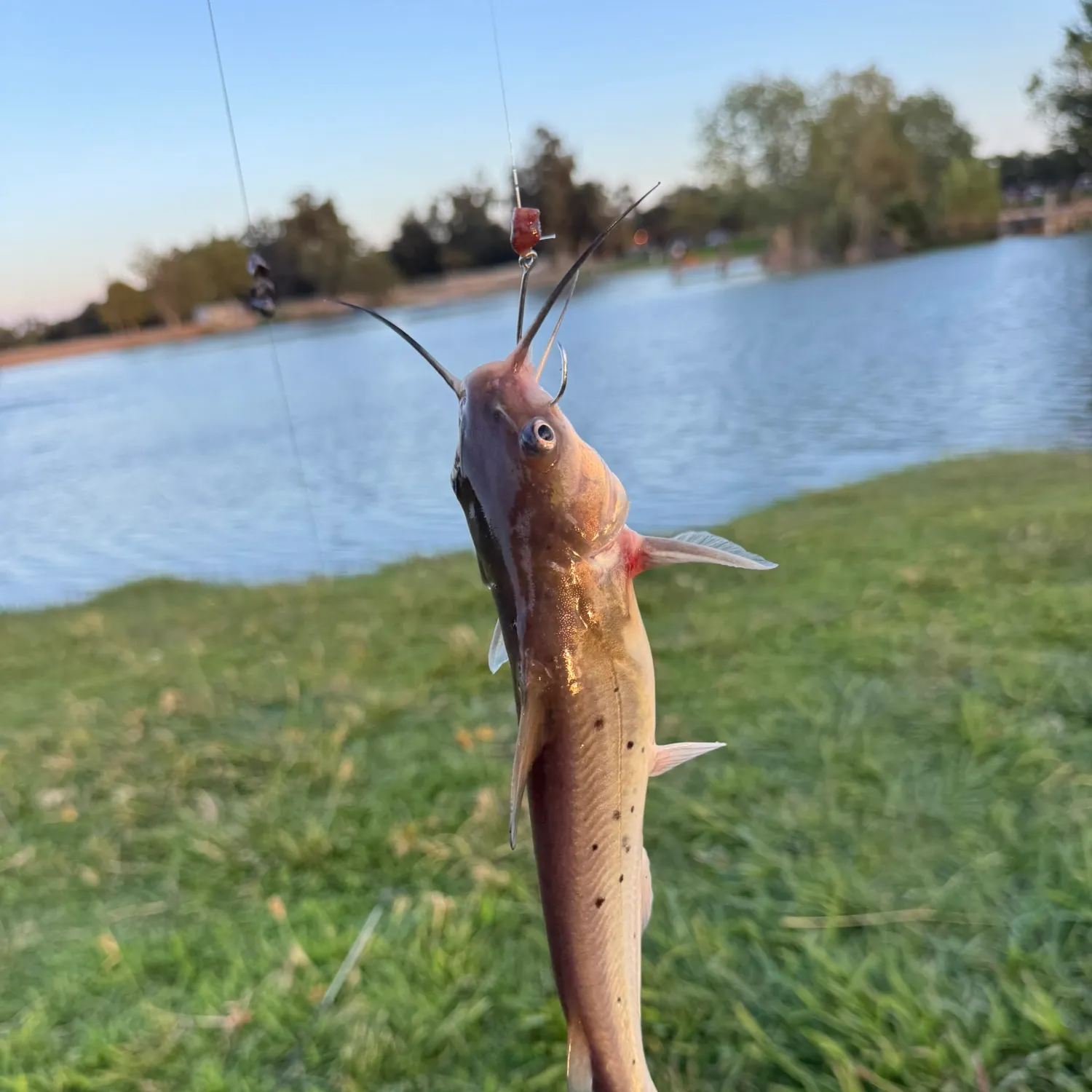 Channel catfish caught on Fishbrain