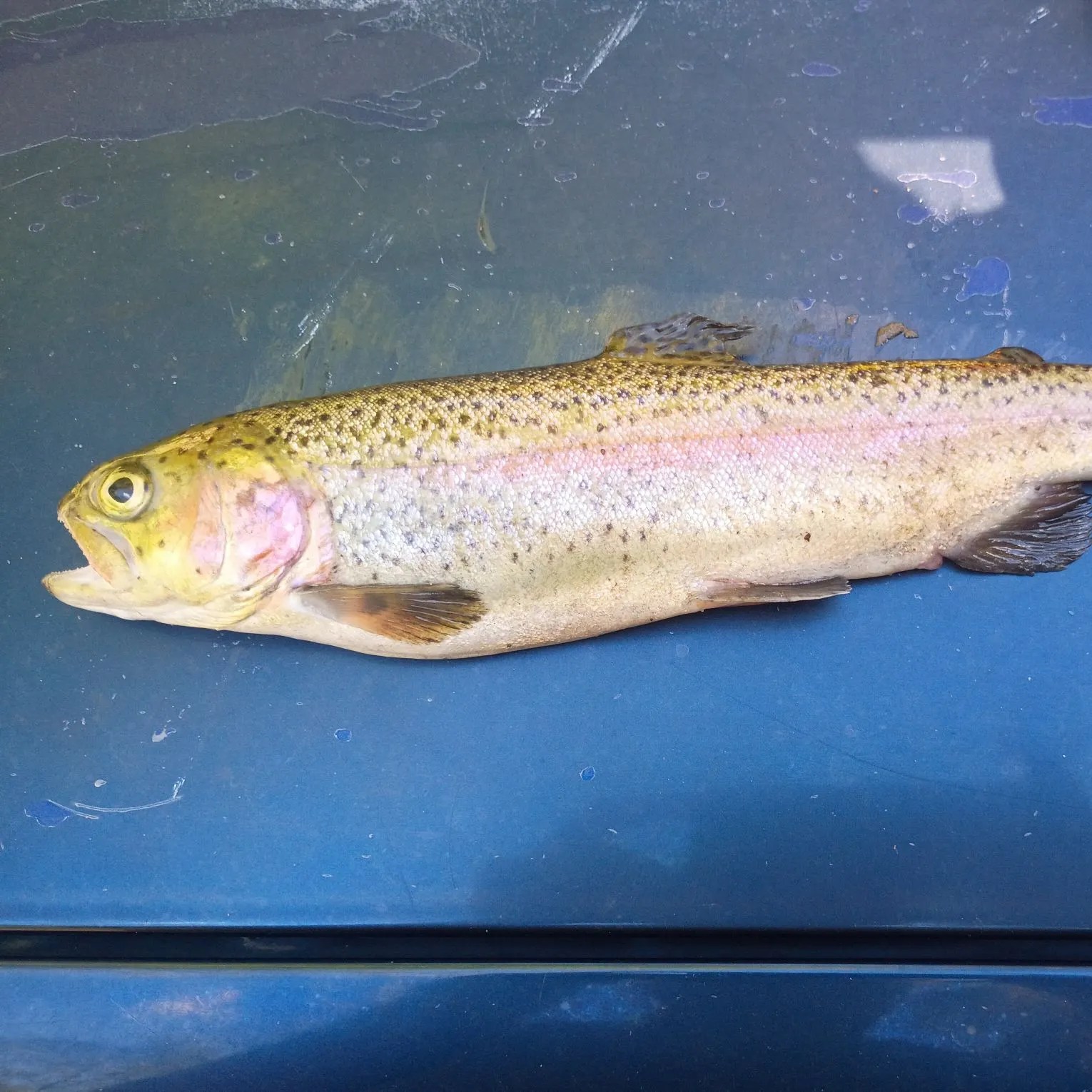 Rainbow trout caught on Fishbrain