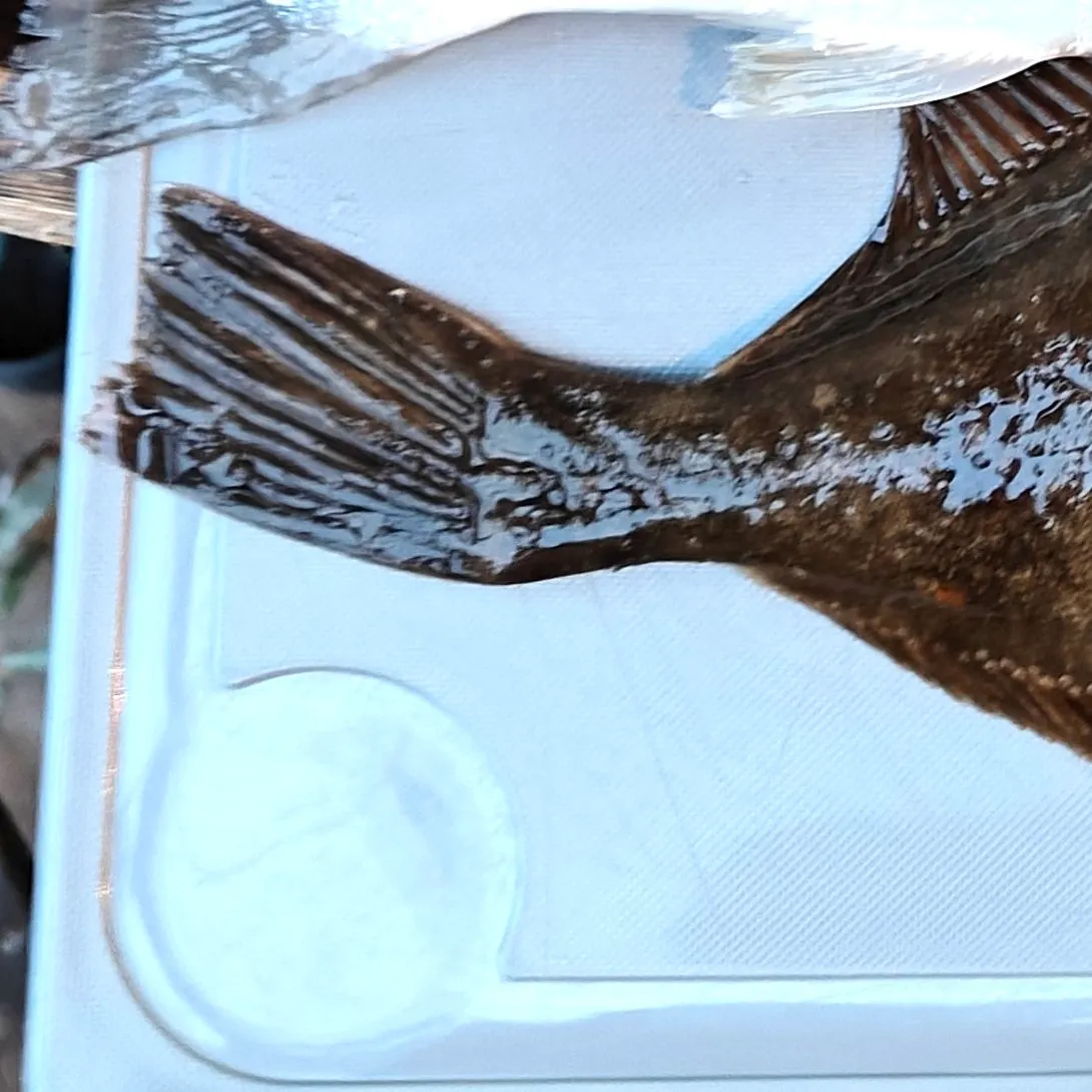 The most recent Turbot catches on Fishbrain