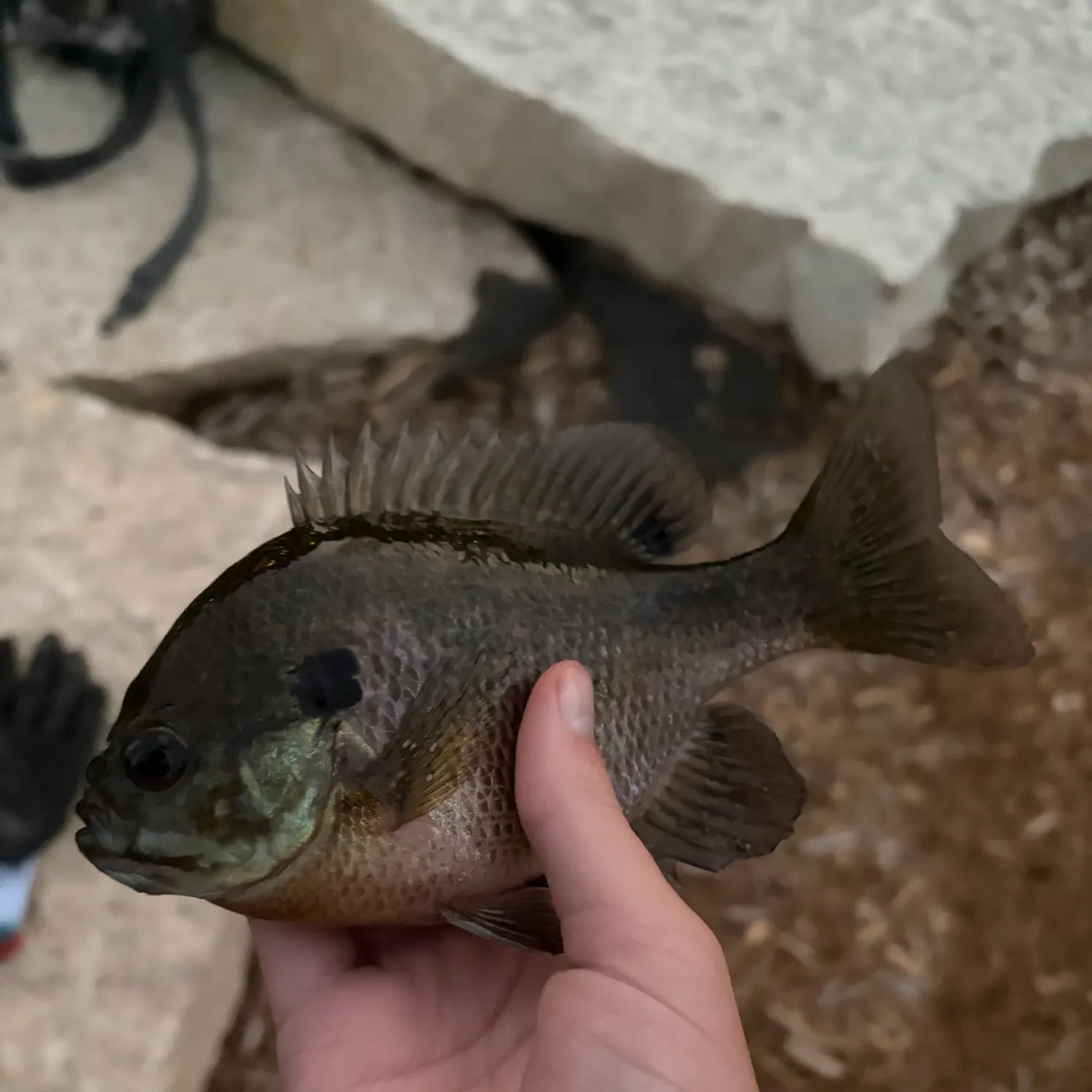 Bluegill caught on Fishbrain