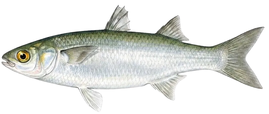 Yellow-eye mullet