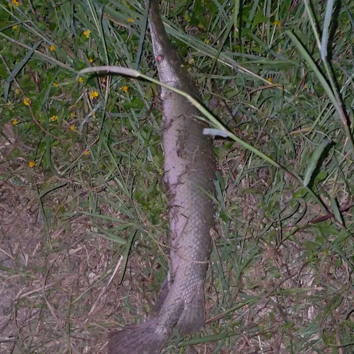 The most recent Shortnose gar catches on Fishbrain