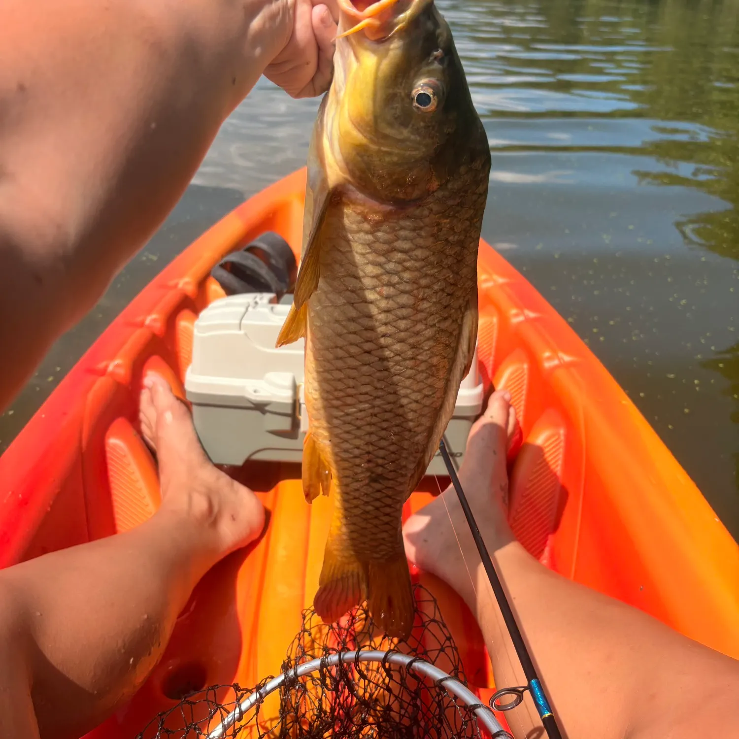 Common carp caught on Fishbrain