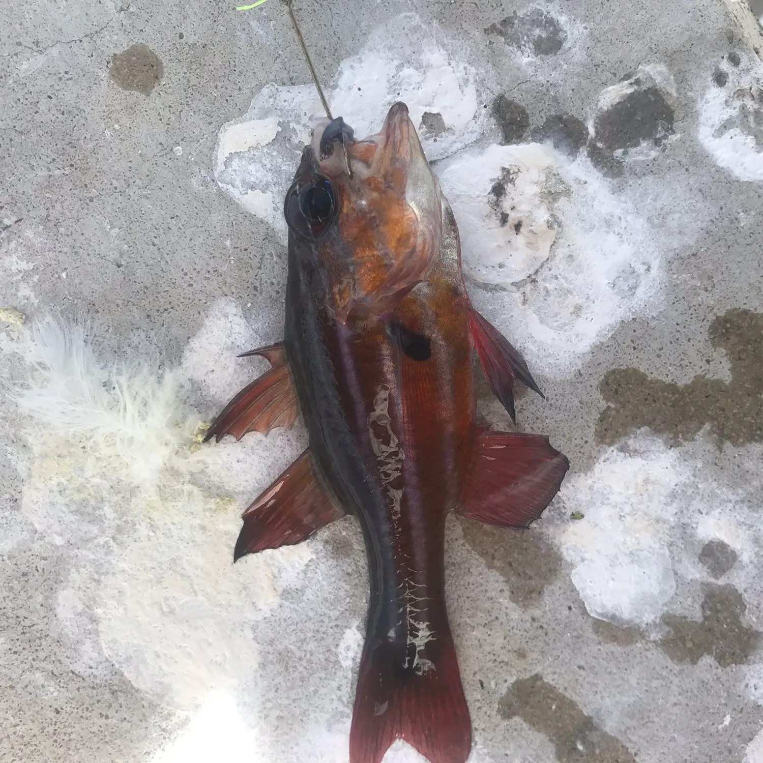The most recent Western striped cardinalfish catches on Fishbrain