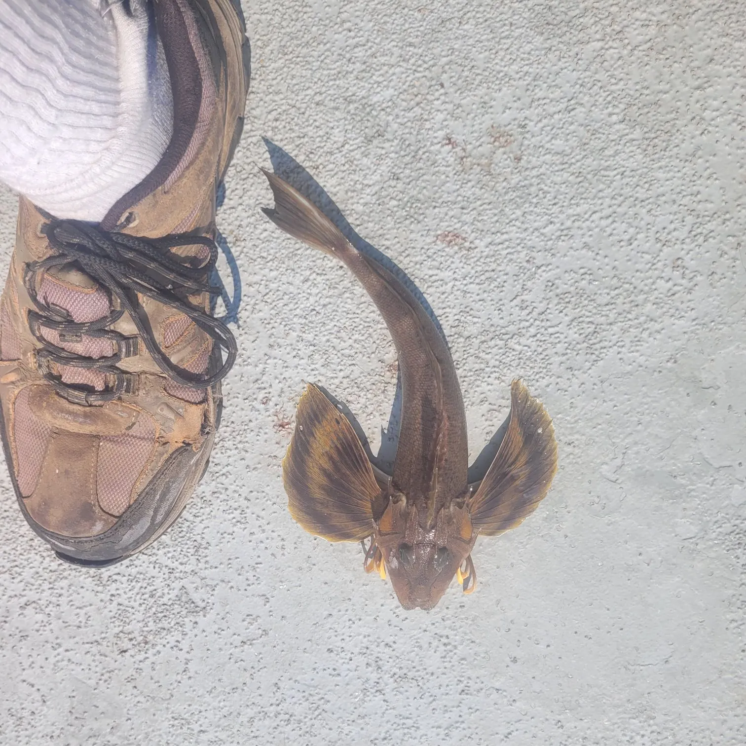 The most recent Striped searobin catches on Fishbrain