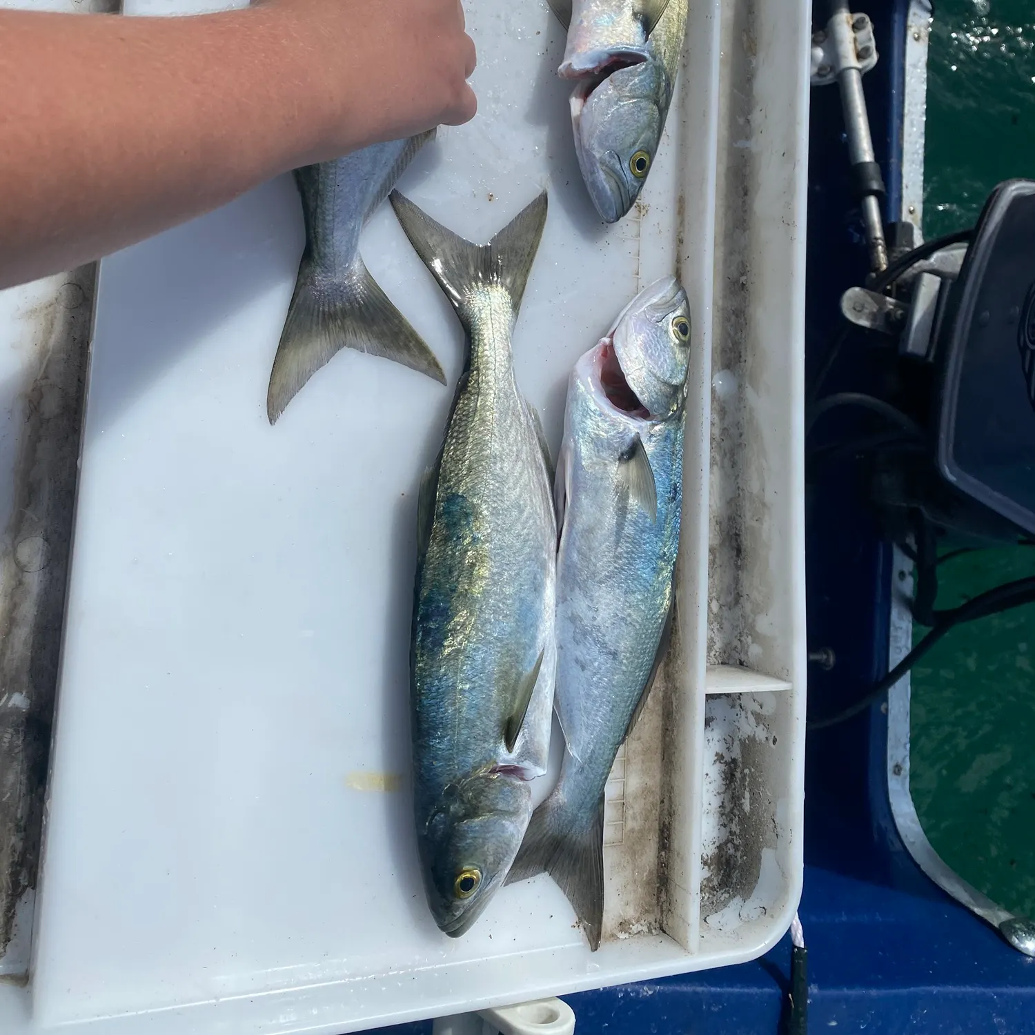 Bluefish caught on Fishbrain