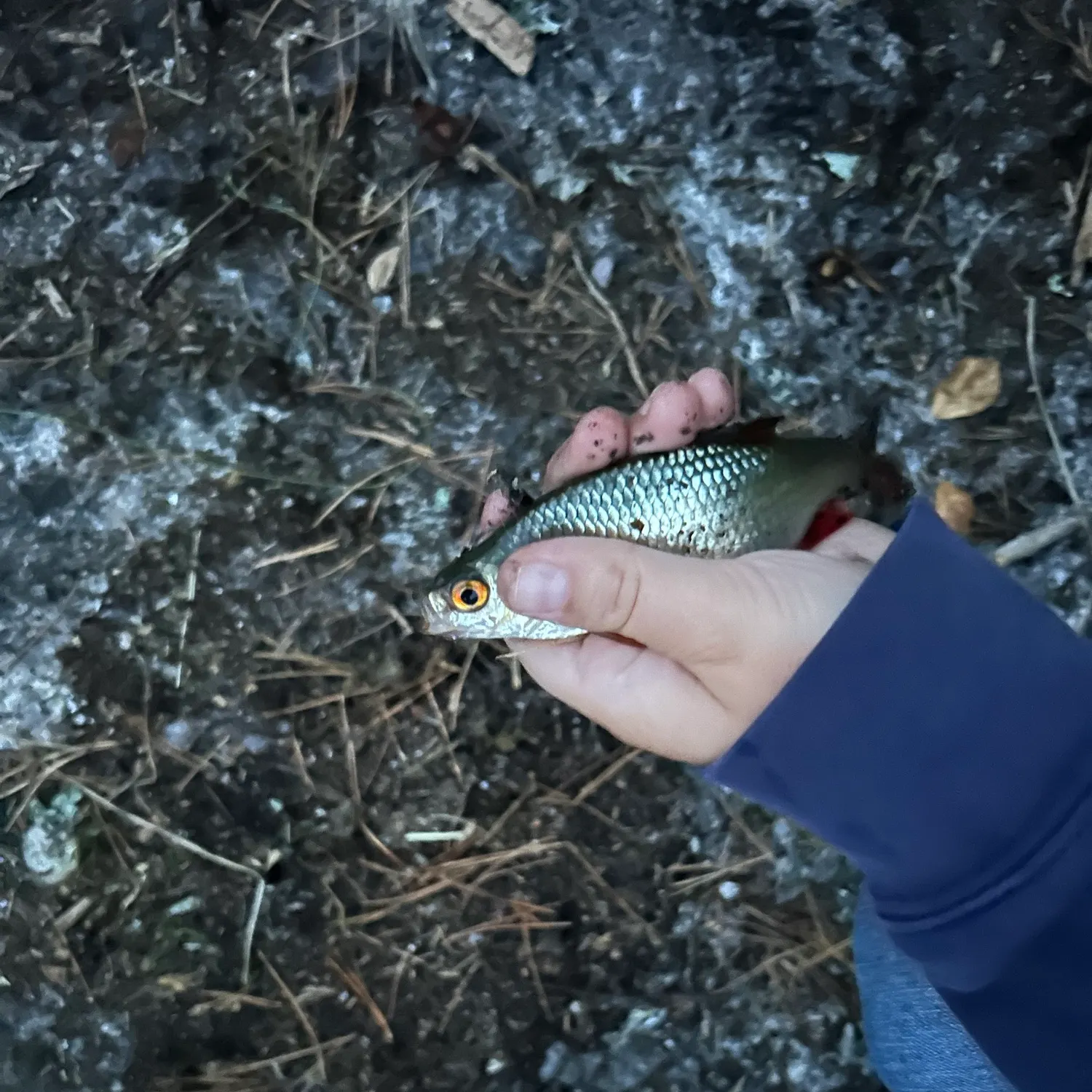 Common roach caught on Fishbrain