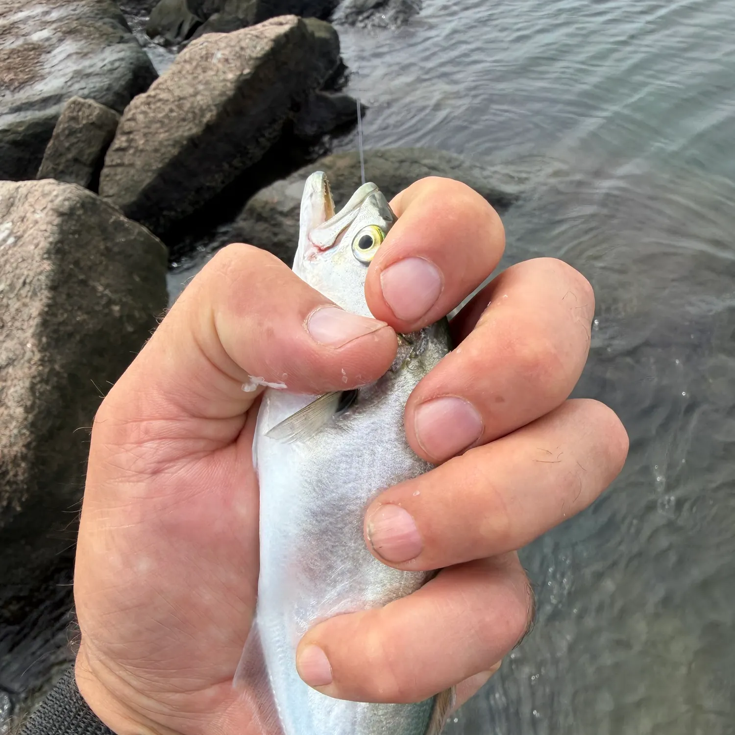 Bluefish caught on Fishbrain