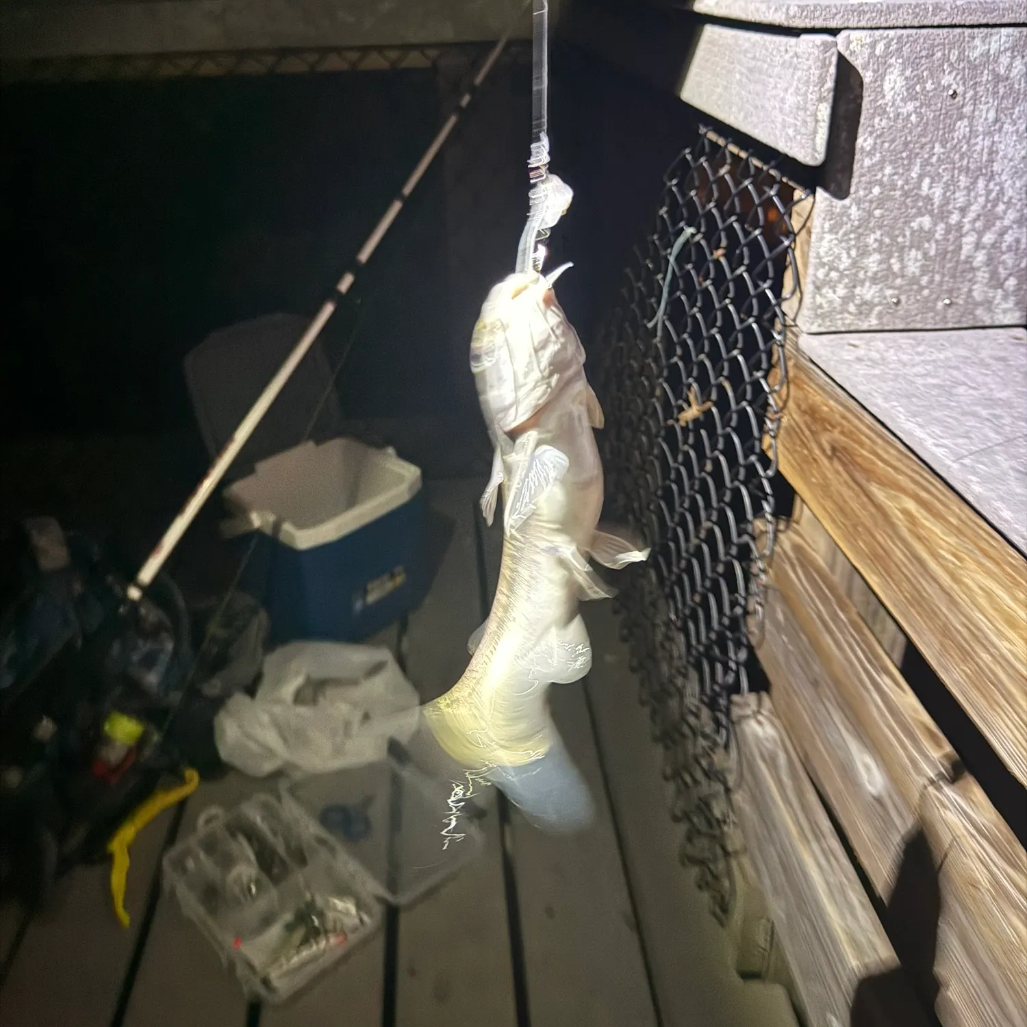 The most recent Hardhead sea catfish catches on Fishbrain