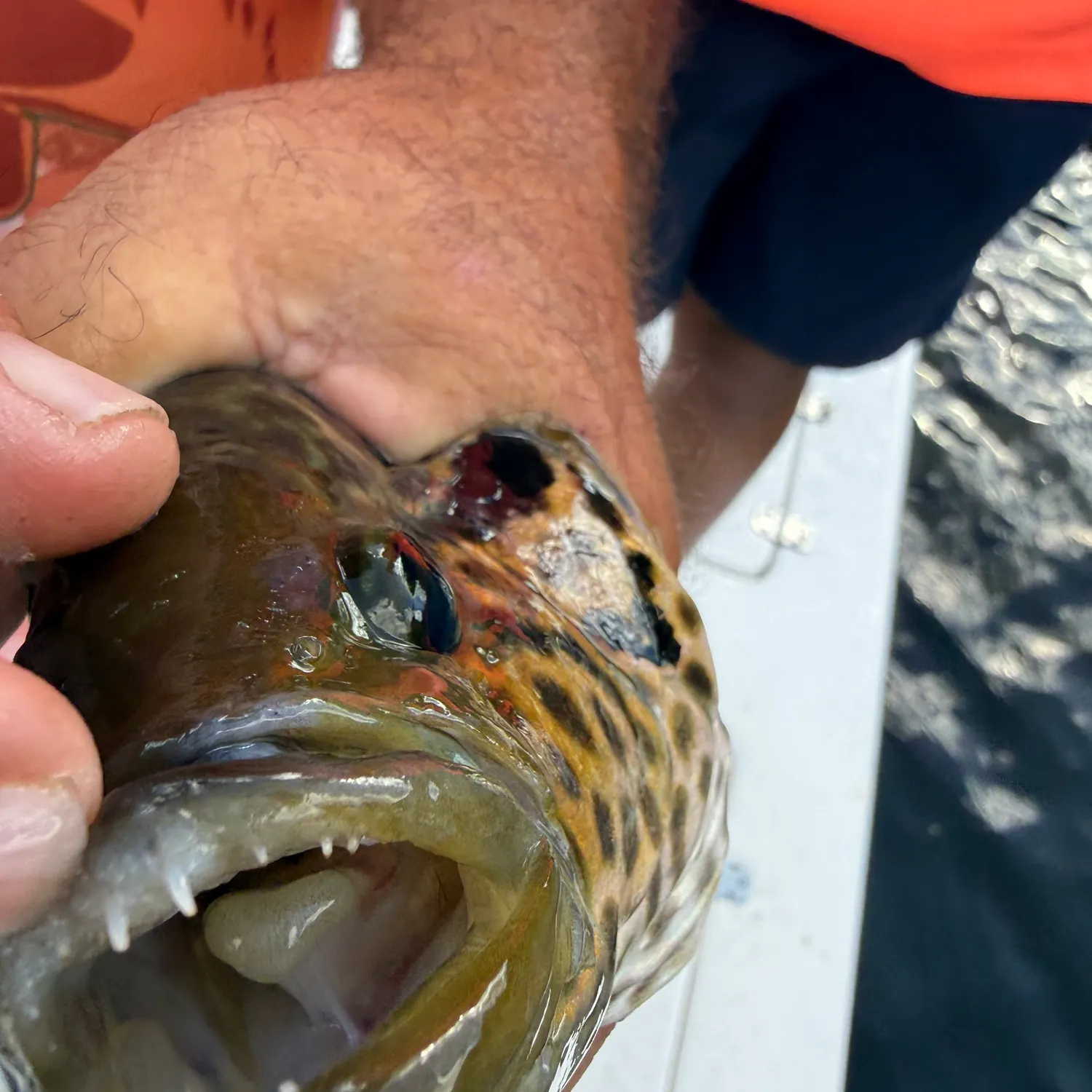 catch