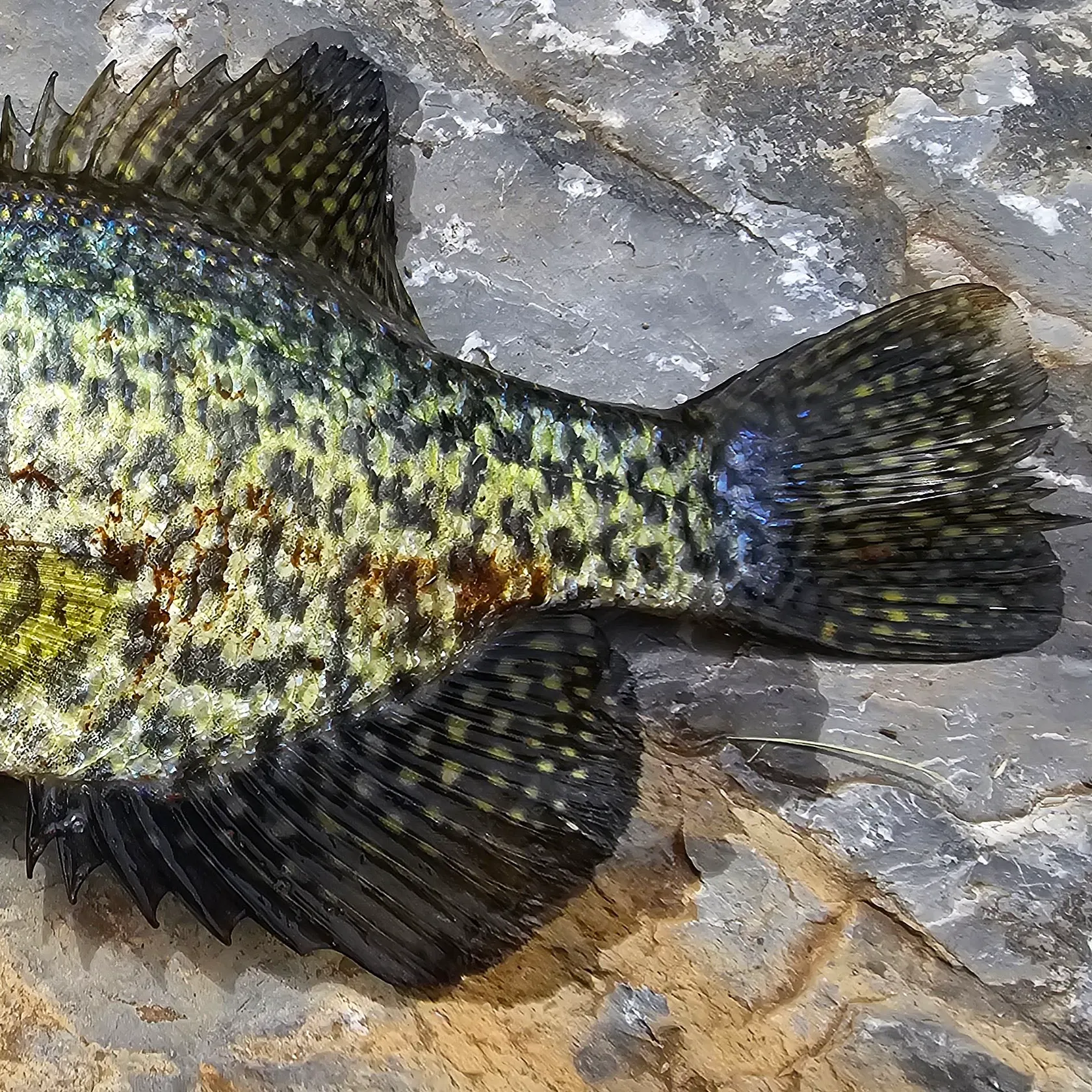 Black crappie caught on Fishbrain