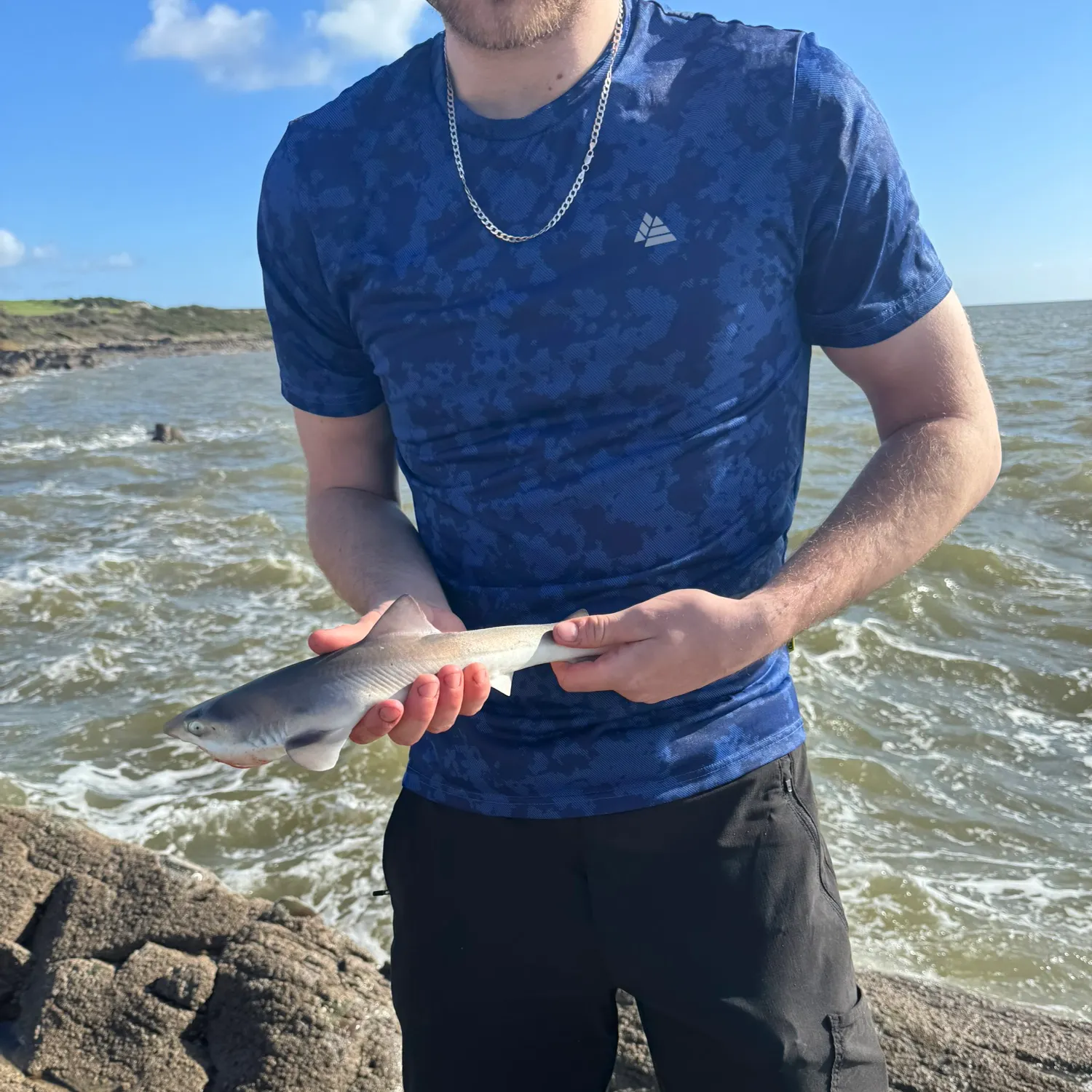 Starry smooth-hound caught on Fishbrain