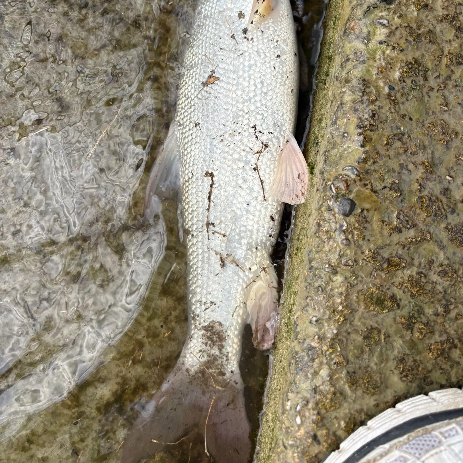 The most recent Common barbel catches on Fishbrain