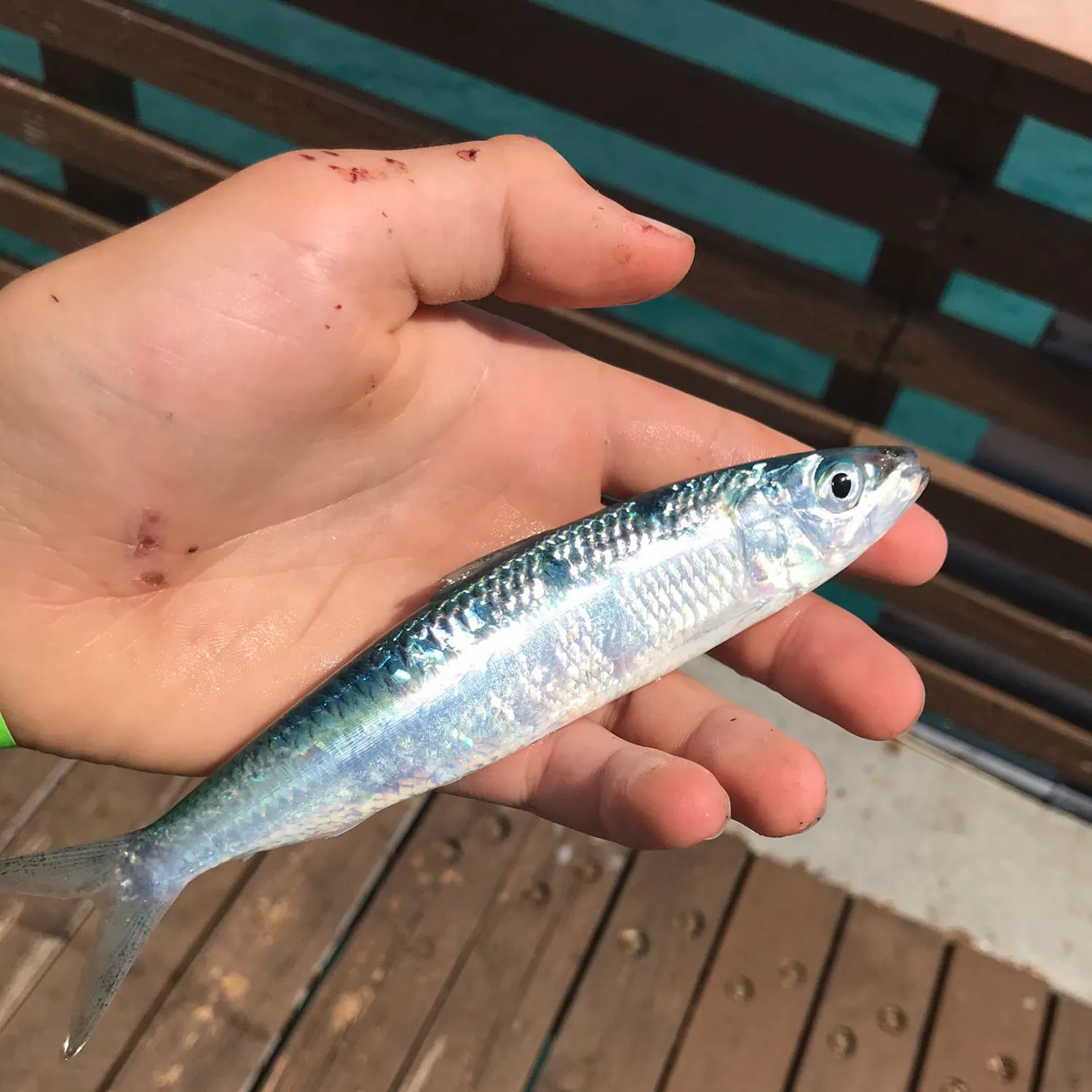 The most popular recent Atlantic herring catch on Fishbrain