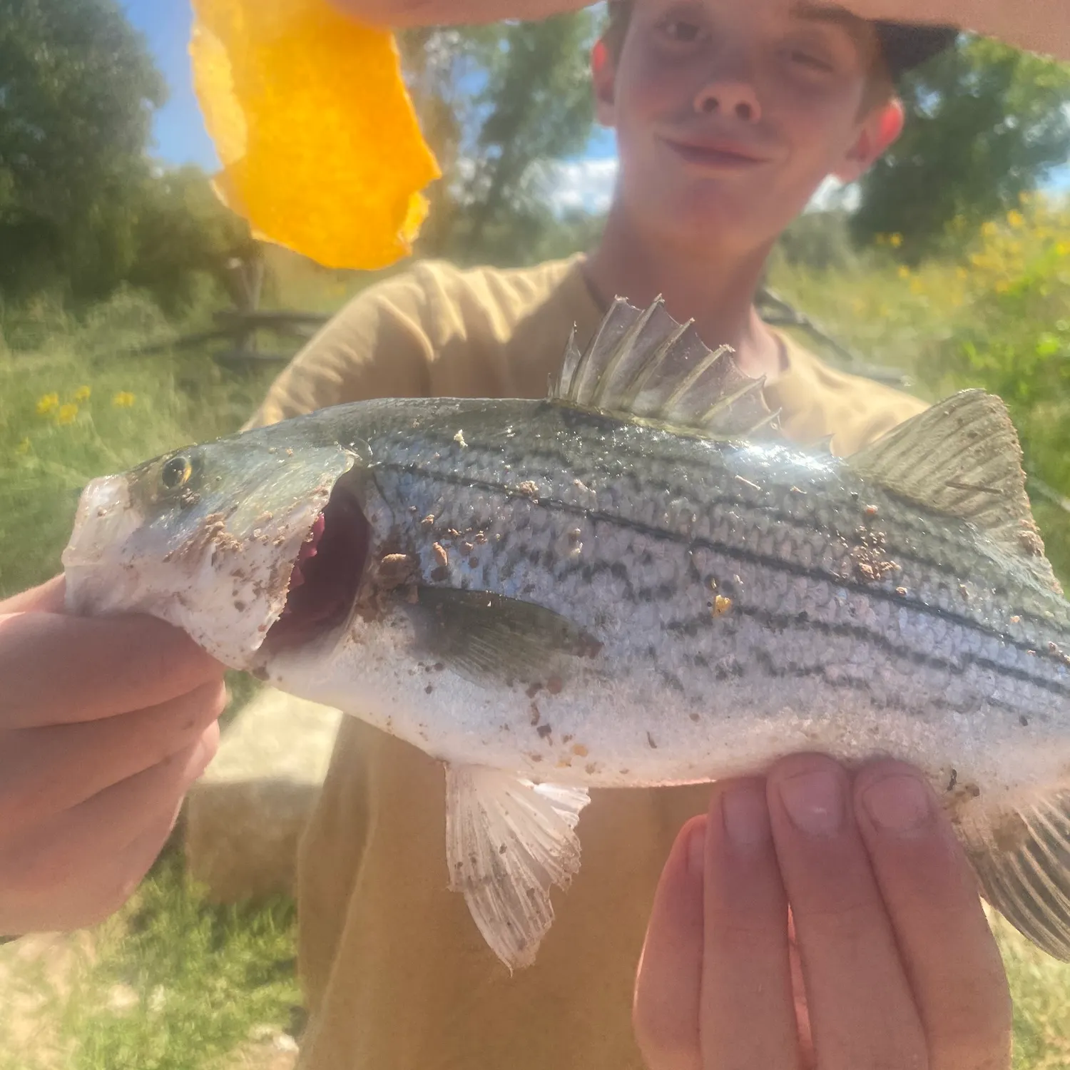 Wiper caught on Fishbrain