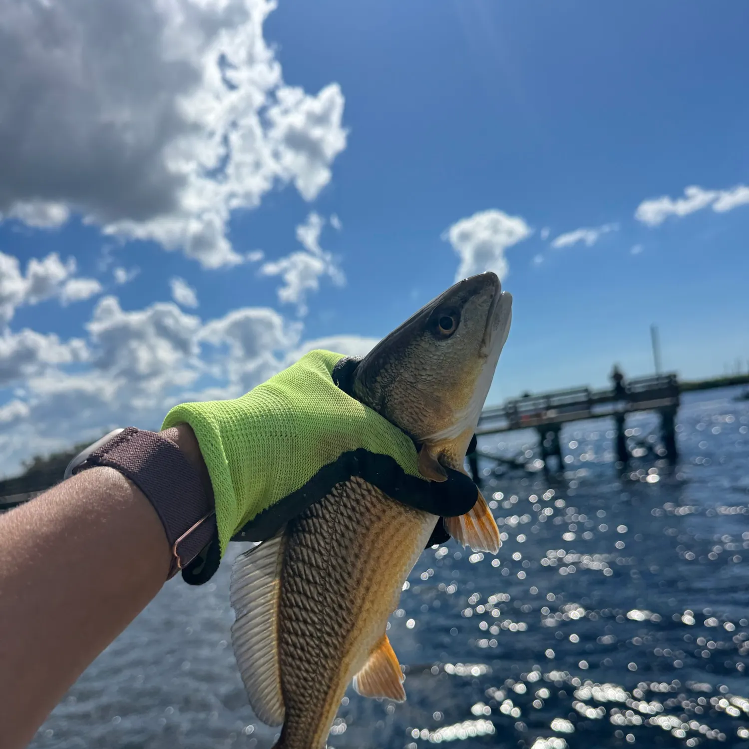 Red drum caught on Fishbrain