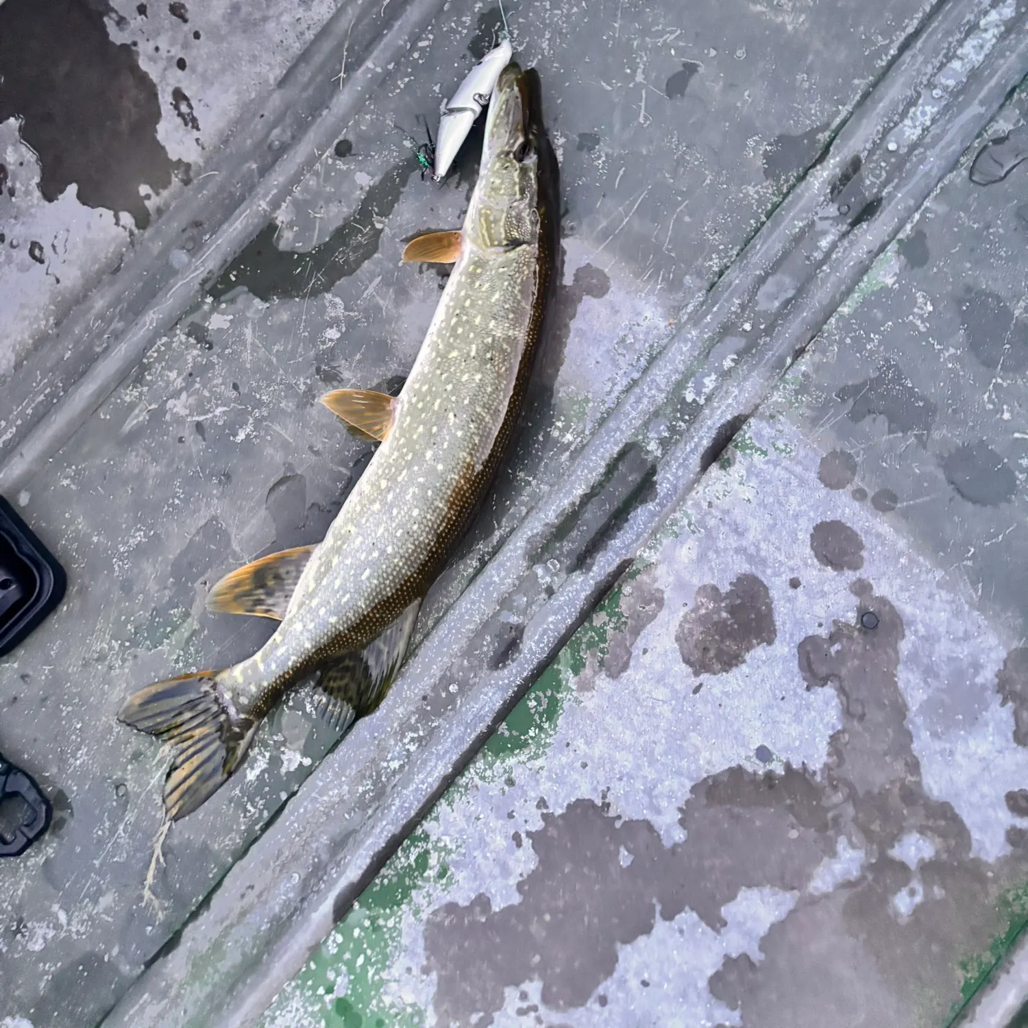 Northern pike caught on Fishbrain