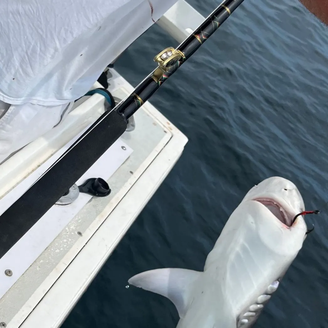 The most recent Longfin mako shark catches on Fishbrain